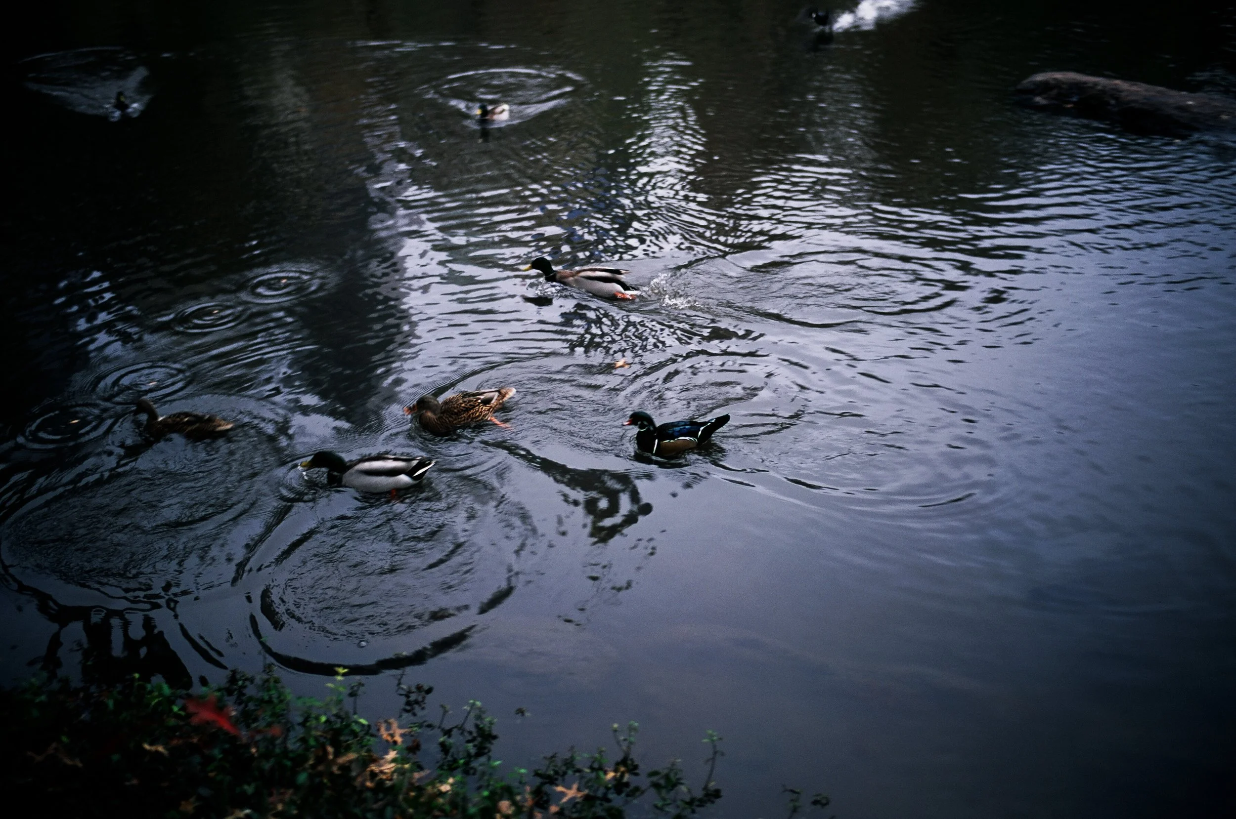  I think that’s the famous Mandarin duck 