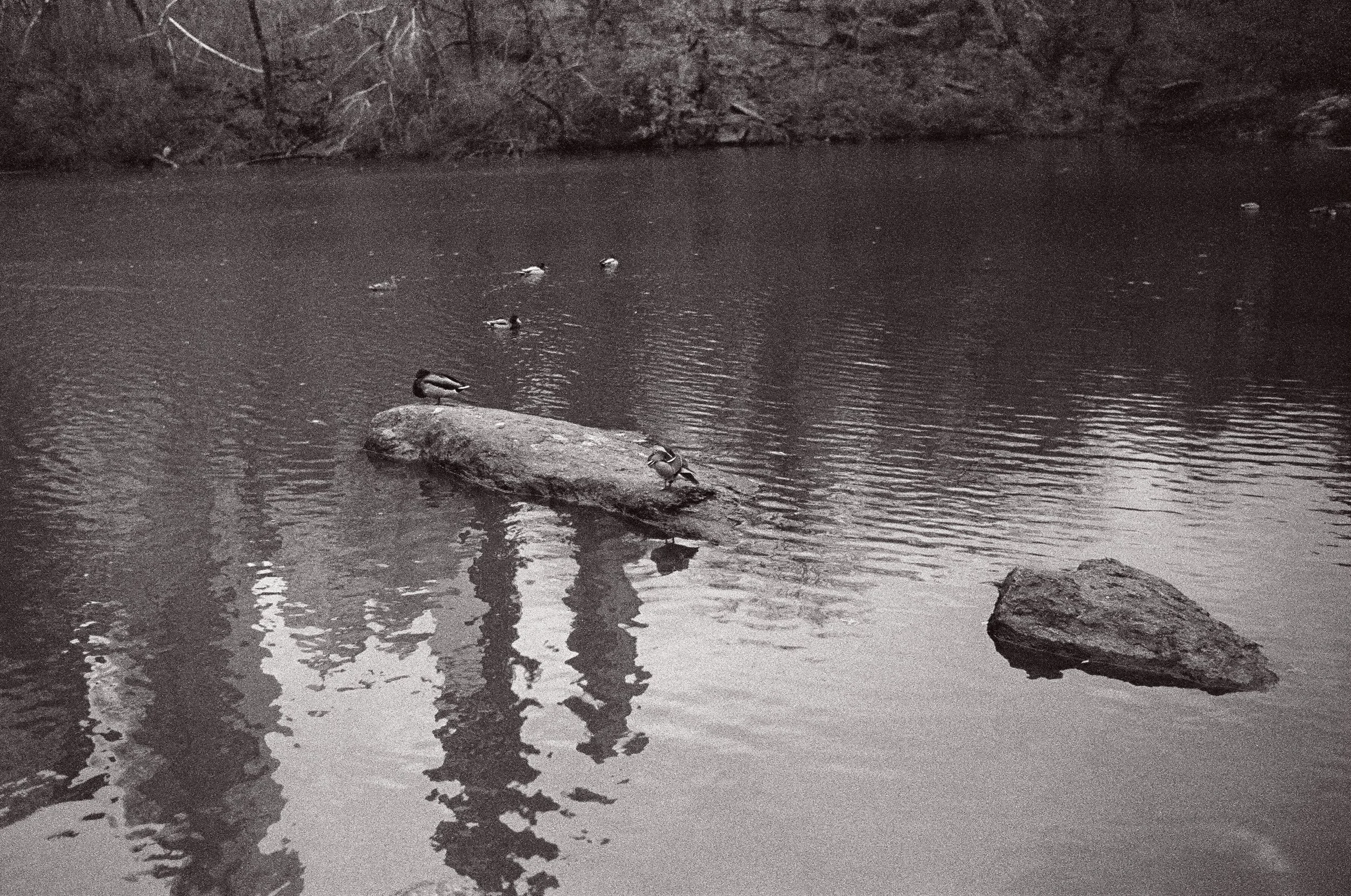  The world famous Mandarin Duck! I swear it’s him - I shot him on Velvia a couple months ago! 