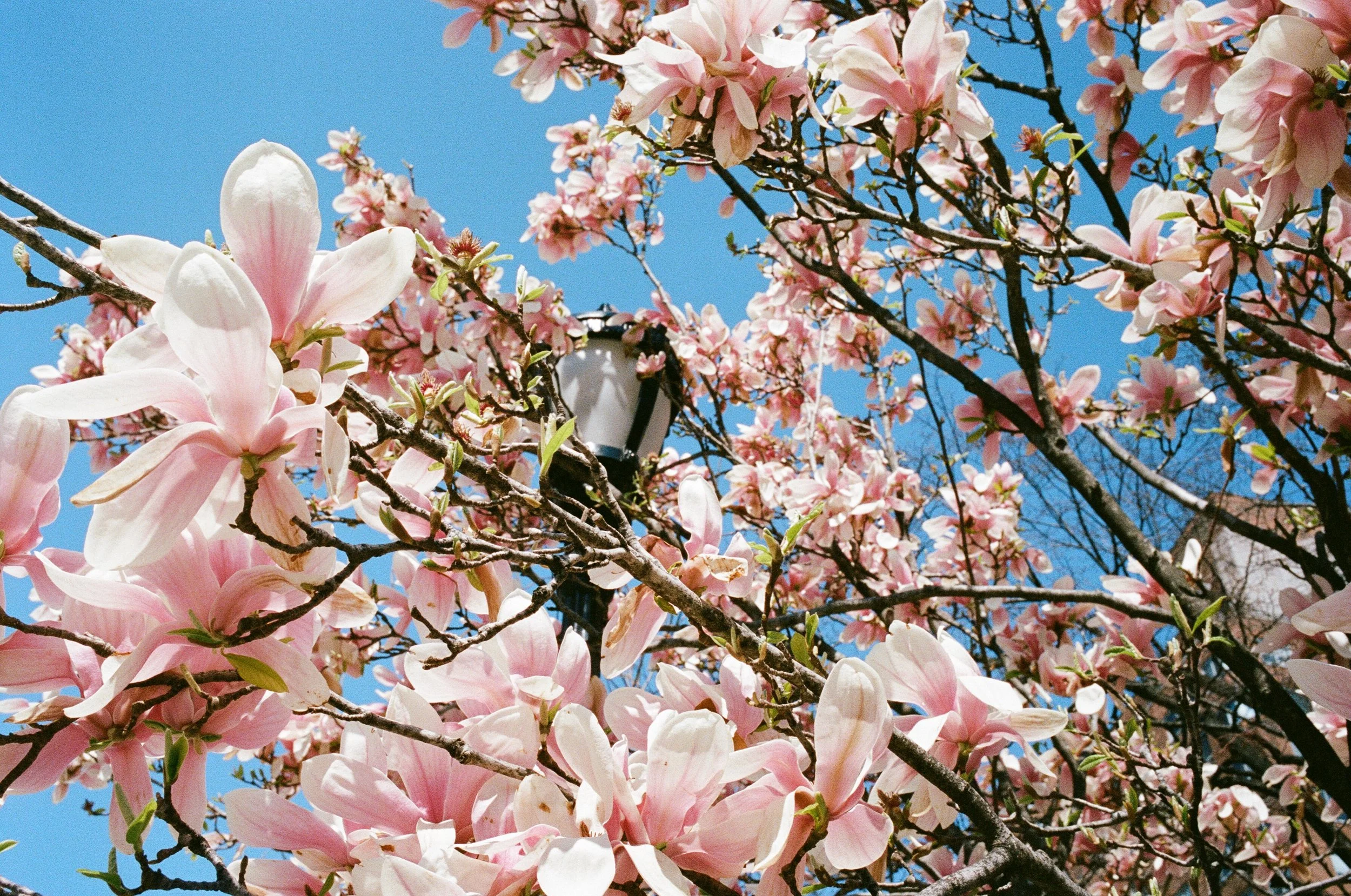  Portra freaking RULES 