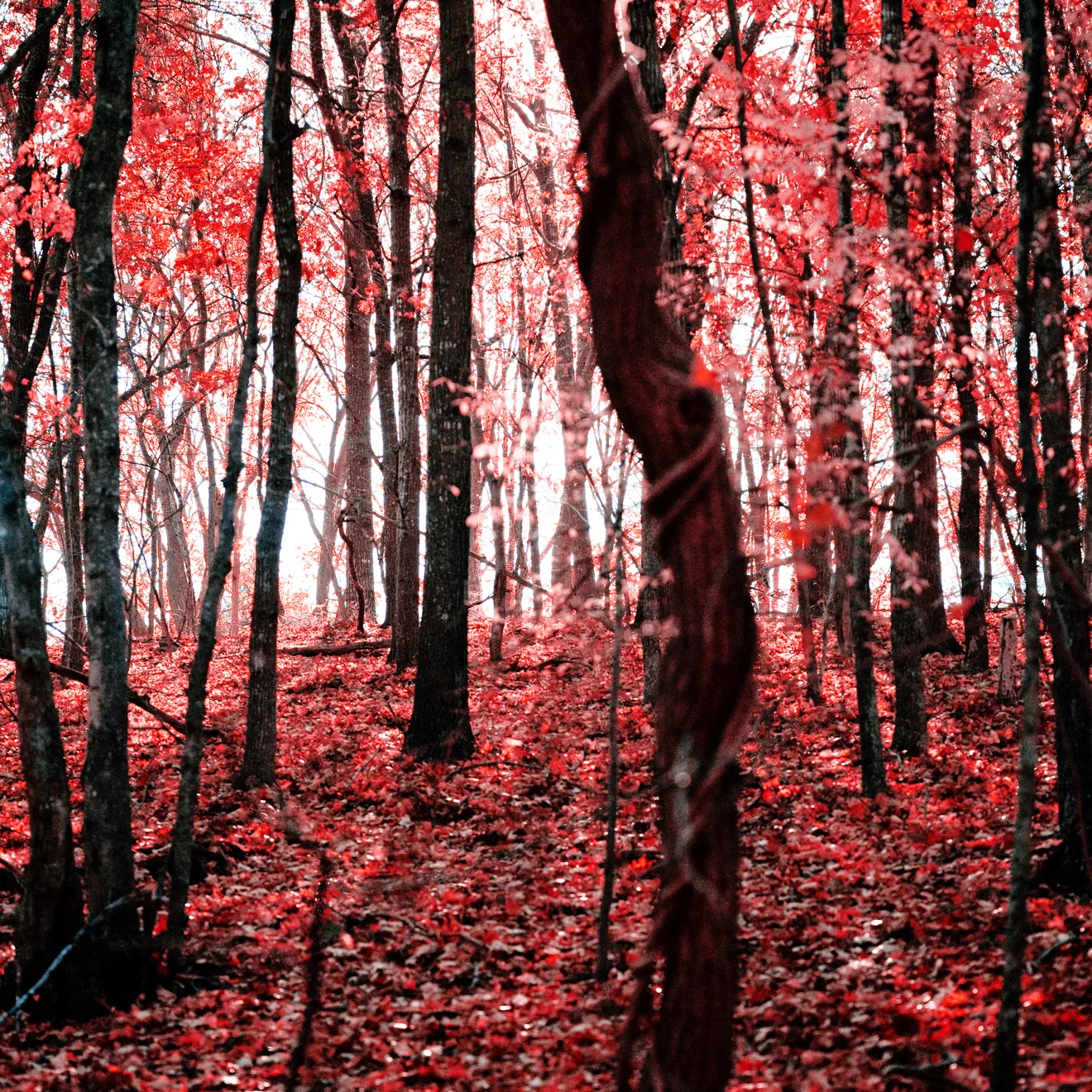WONDERLAND 4