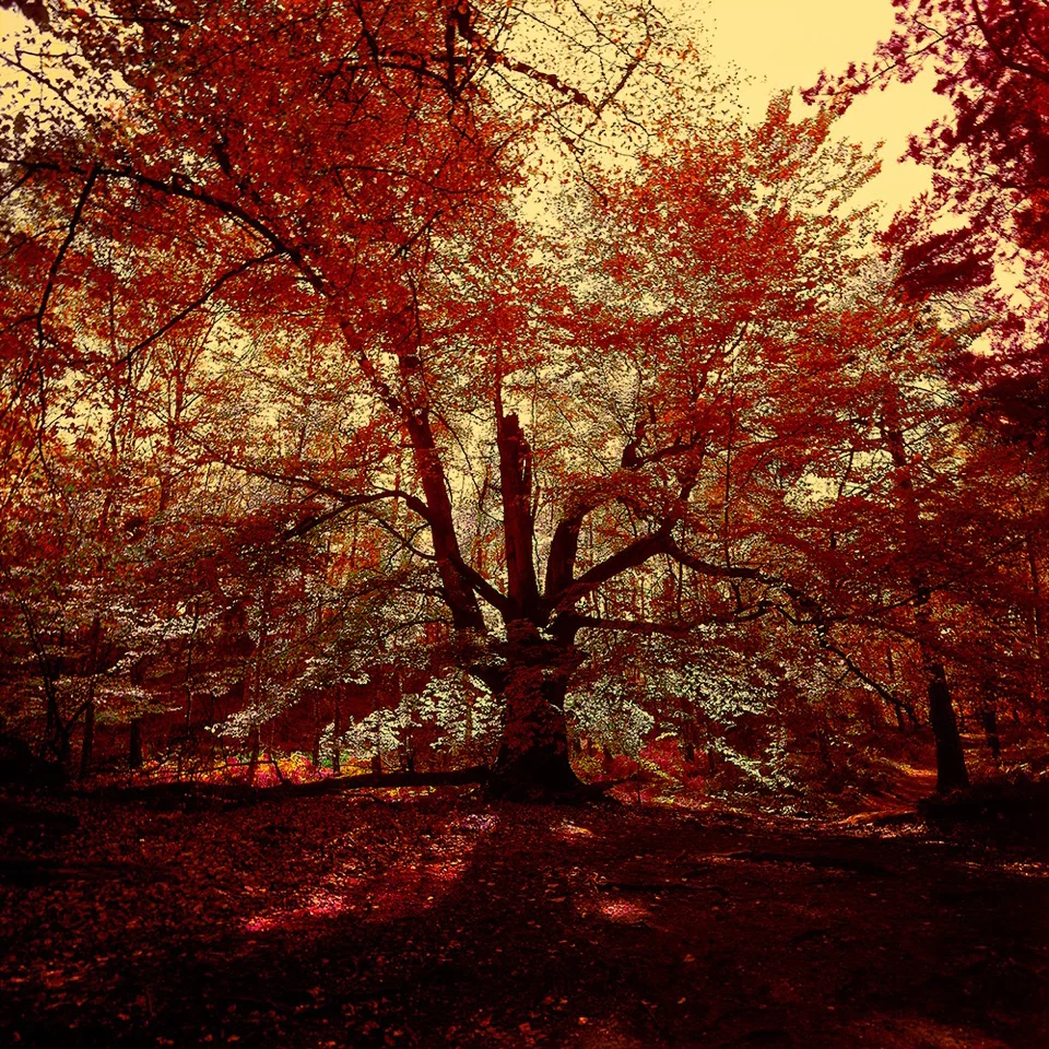 WONDERLAND 5