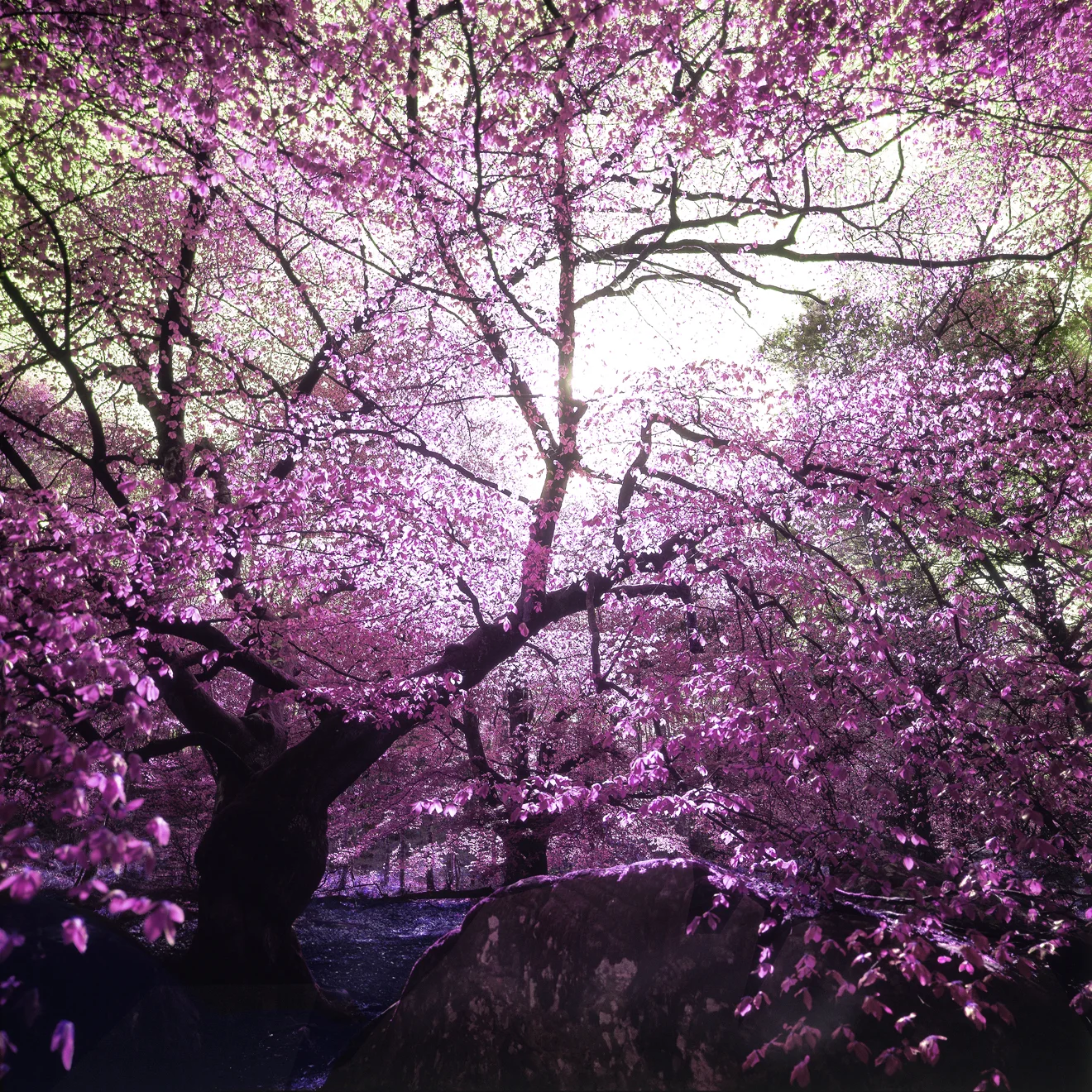 WONDERLAND 3