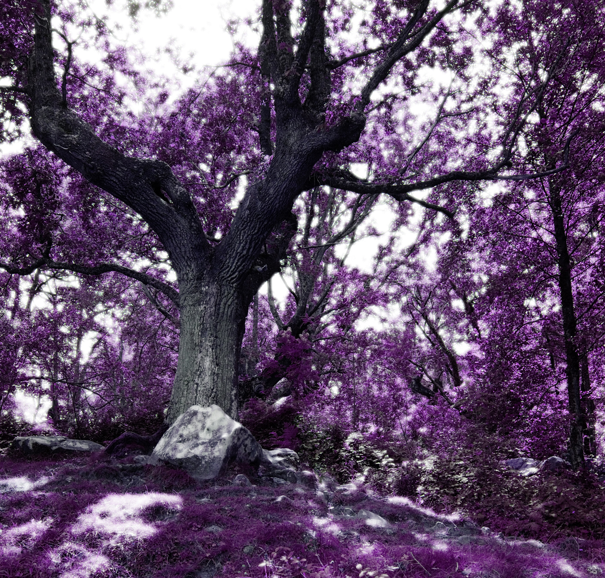 WONDERLAND 2