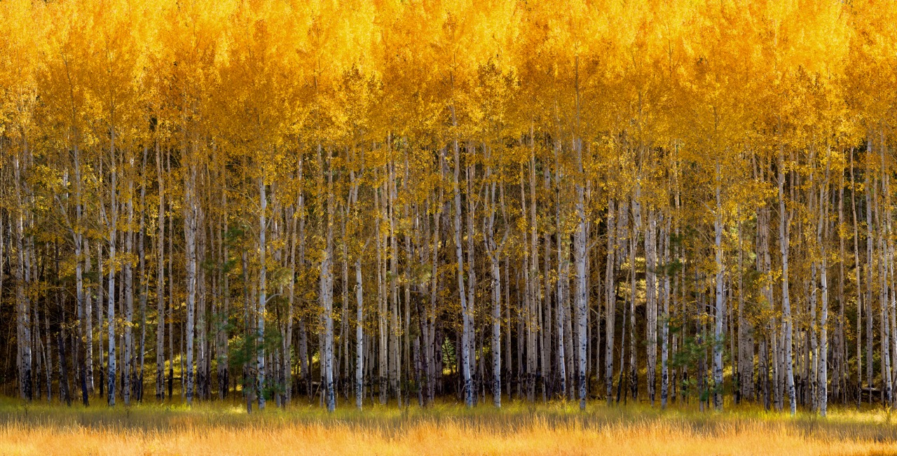 ASPEN VISTA, Orotone (gold leaf) and Silverstone (silver leaf), liquid gloss on board and brace, Handmade 46 x 24 in. edition of 7 + 3 AP 36 x 70 in. edition of 7 + 3 AP