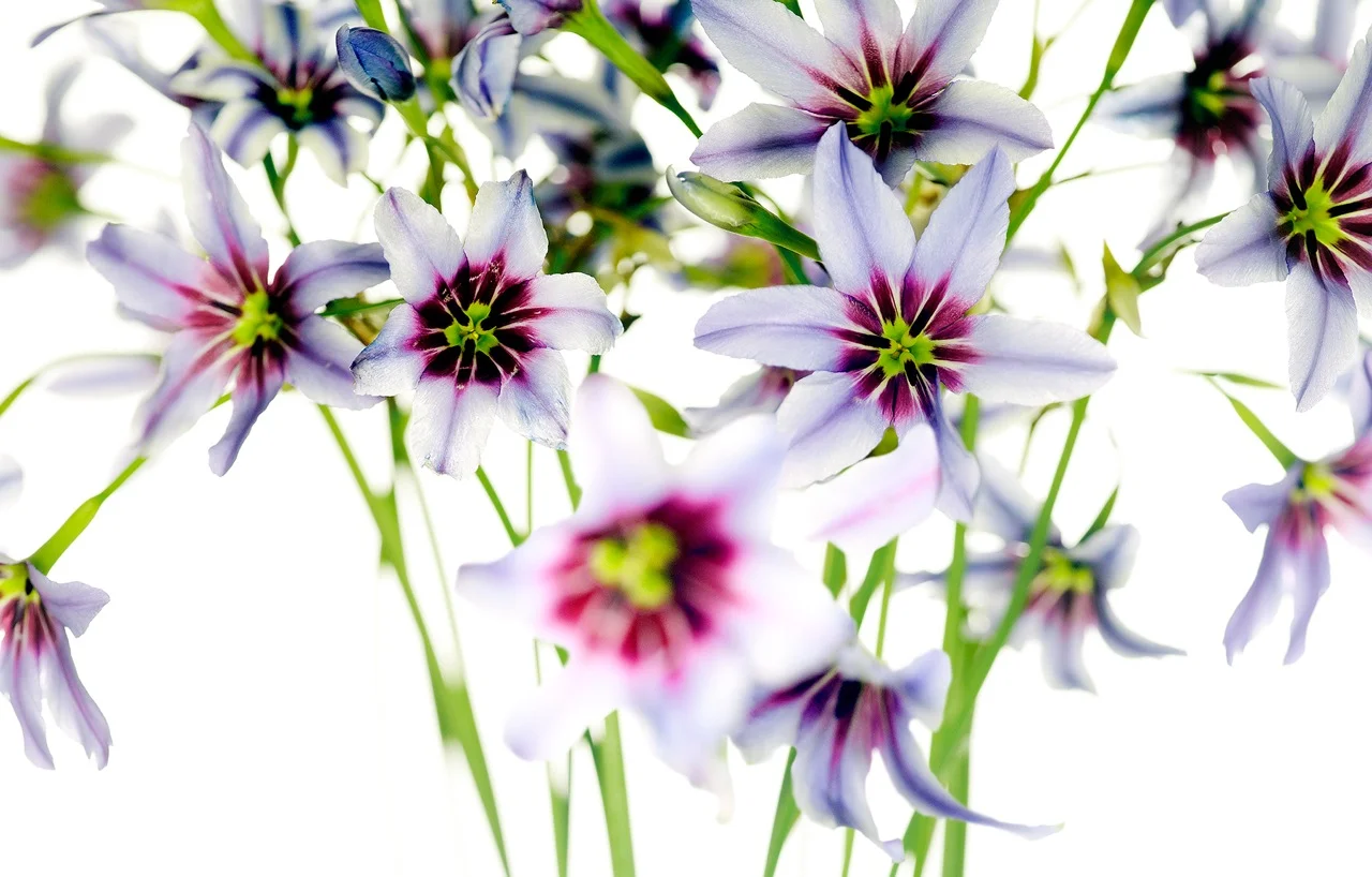Clematites (detail)