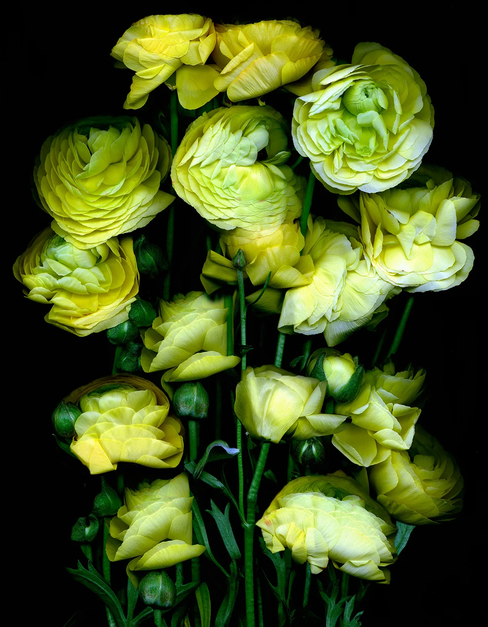 YELLOW ALIVE