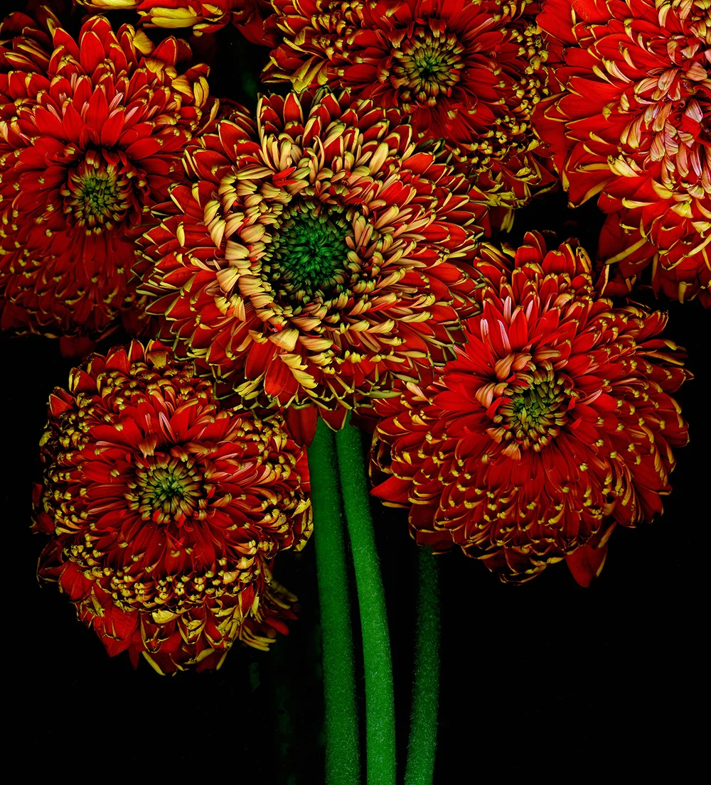 RED ALIVE (detail)