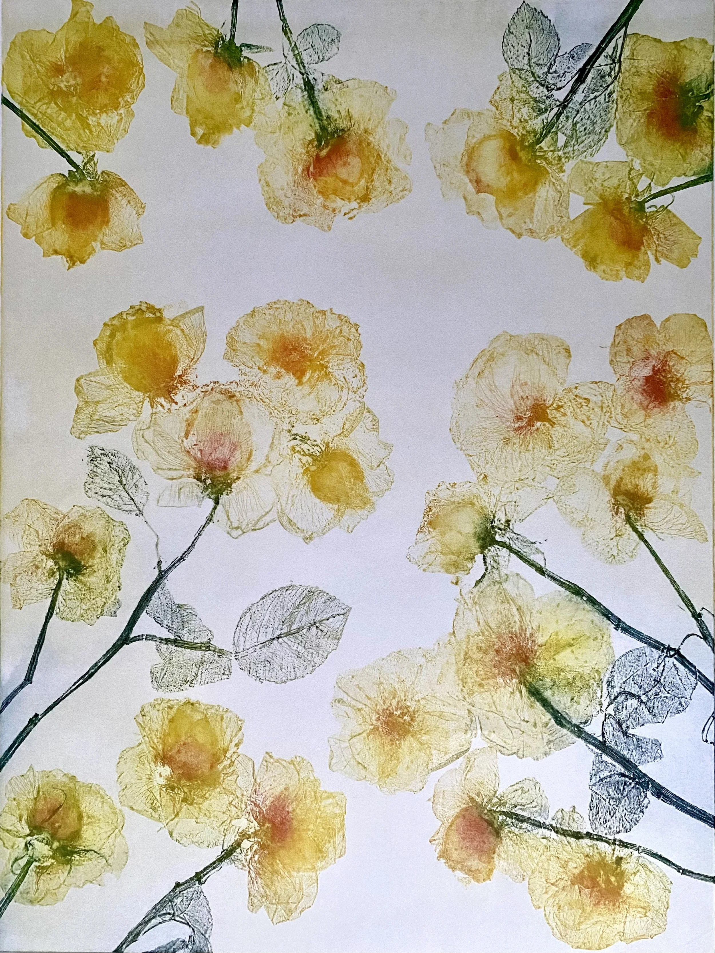 Shiraz Yellow
