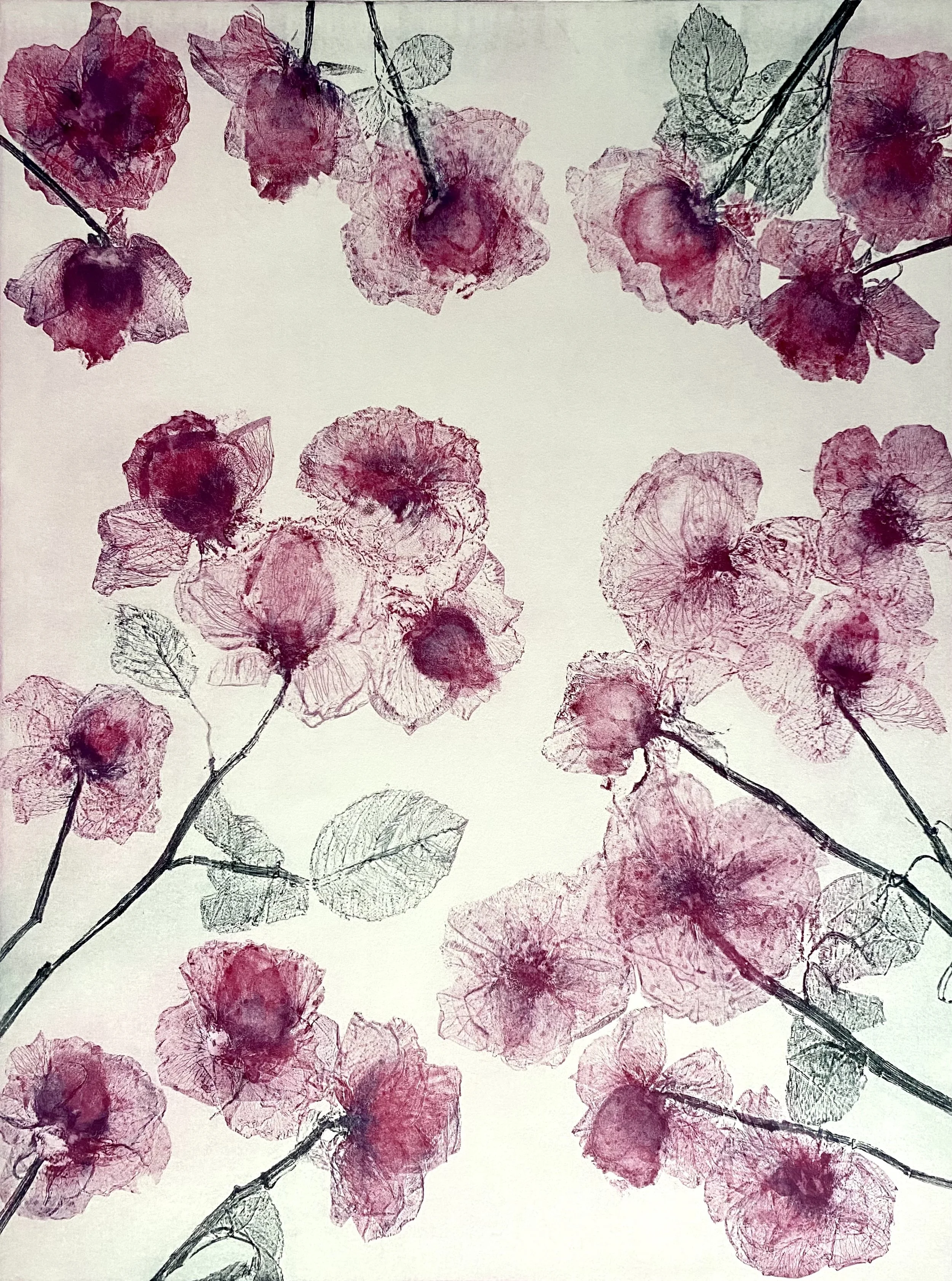 Shiraz Pink