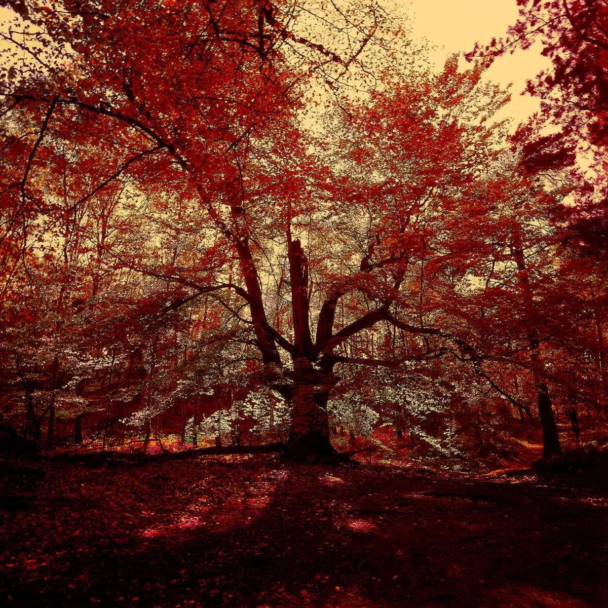5_1_288_1wonderland5_orotone.jpg