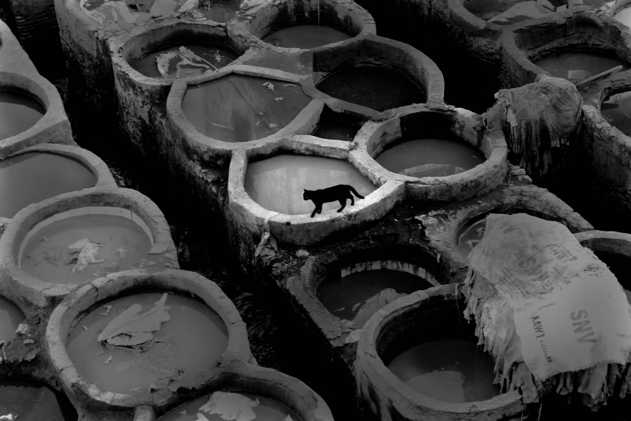 Edit_Cat BW.jpg