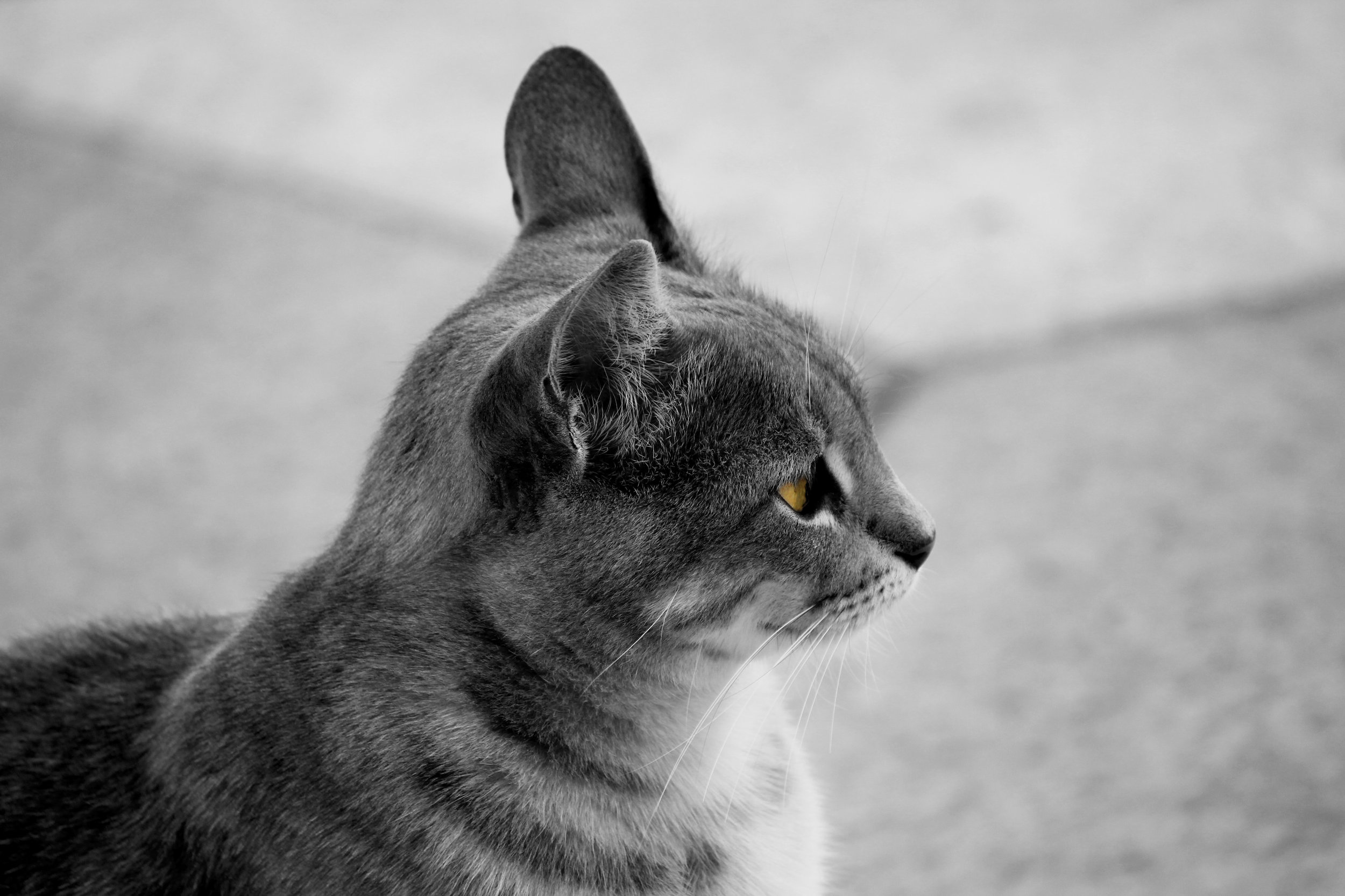 BW Edit_IMG_3036.jpg