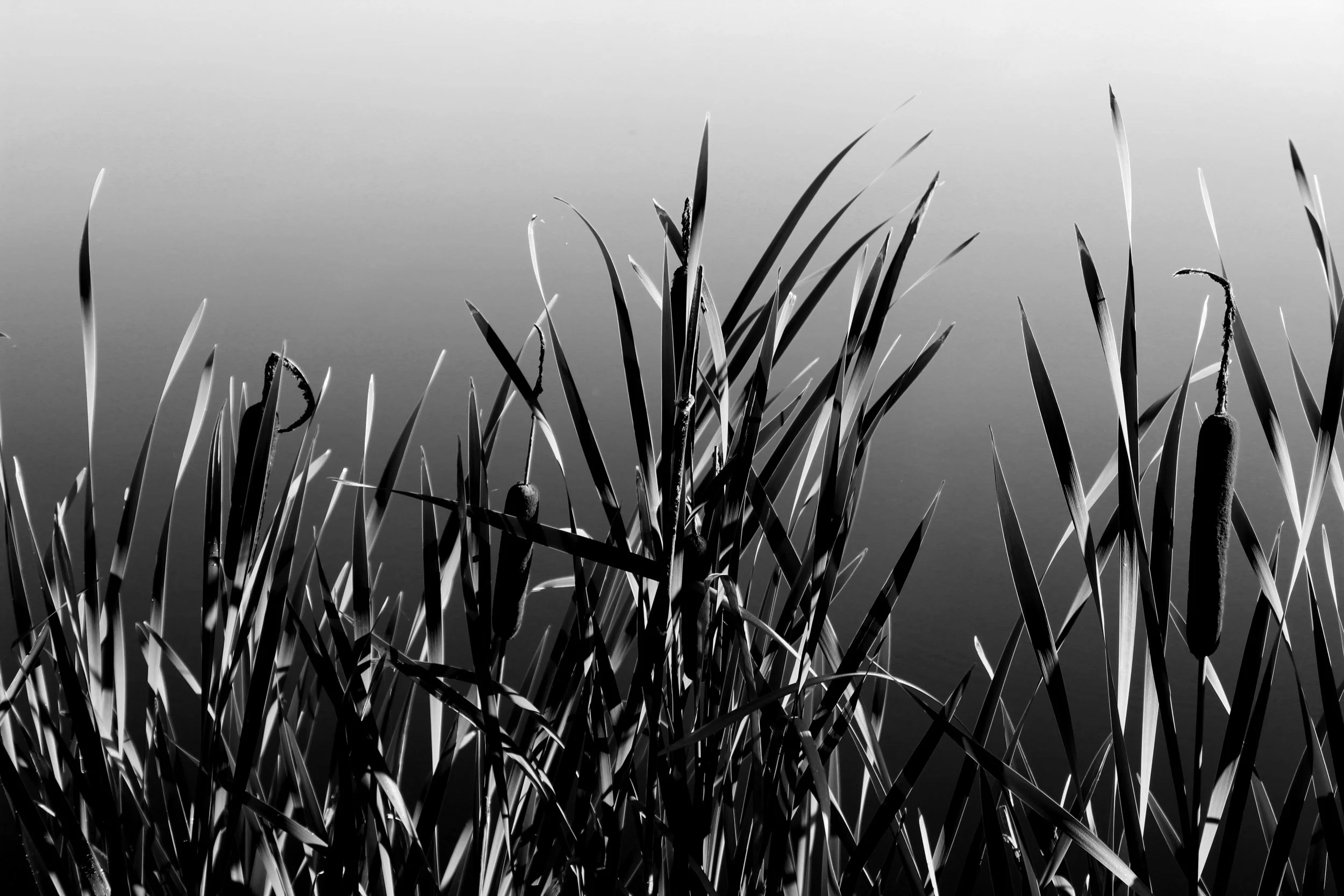 Bw_Edit_IMG_4015.jpg