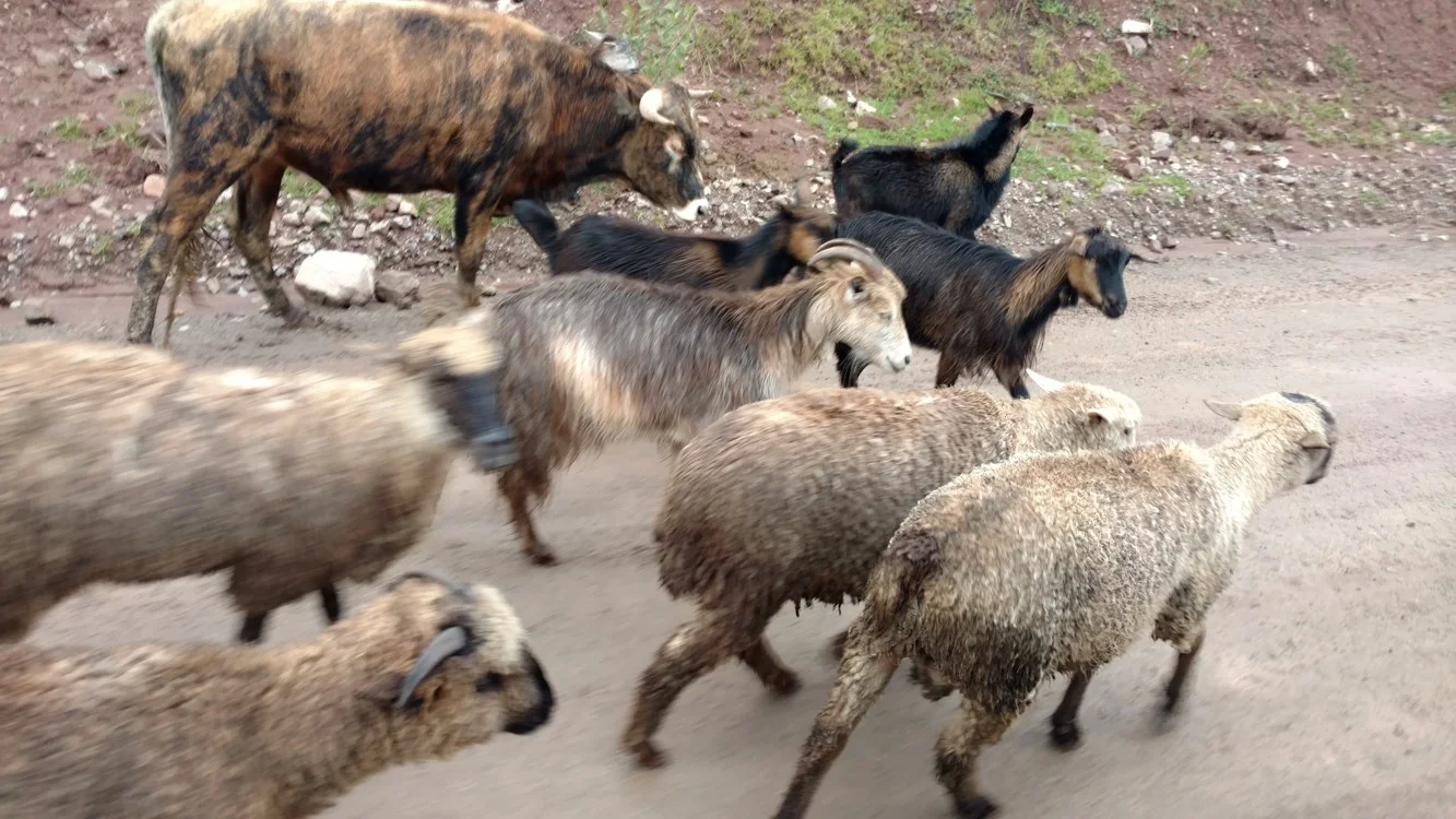 Encounter sheep, llamas, cattle often being herded along the way.