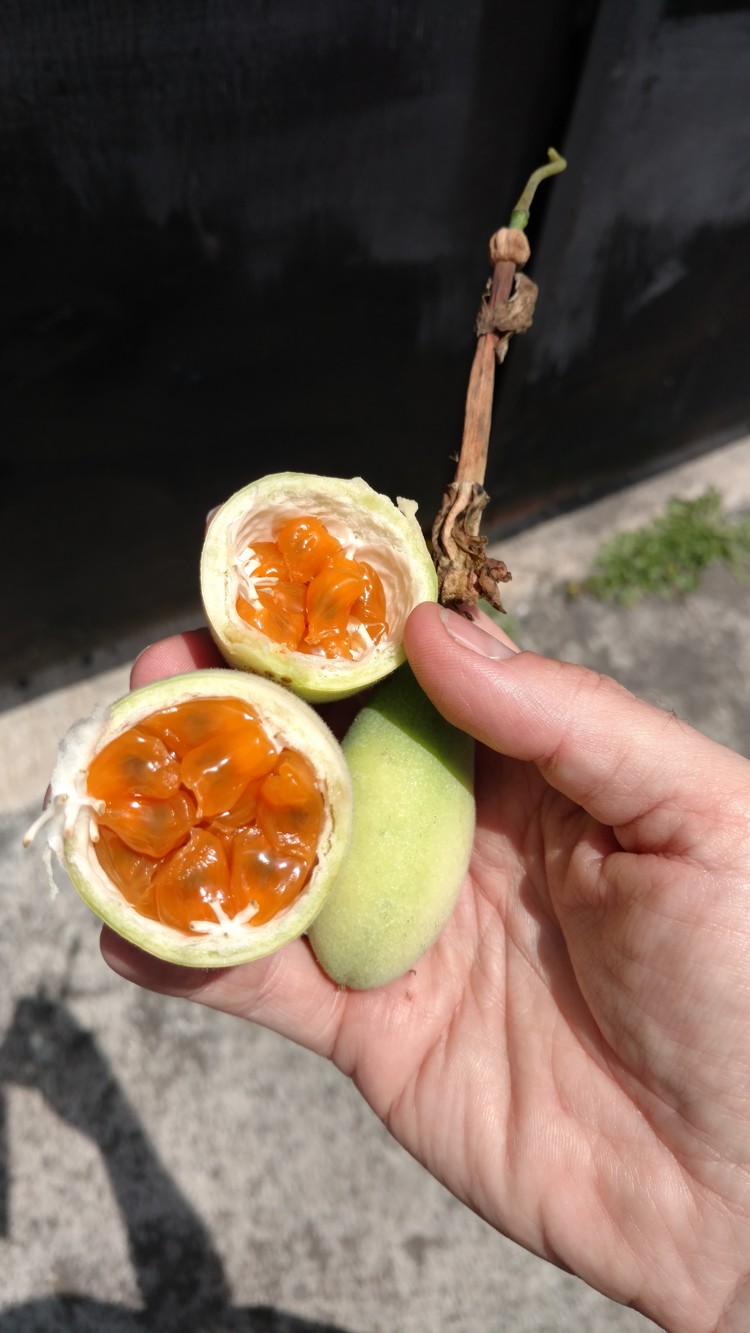 Taxo is a tangy fruit!
