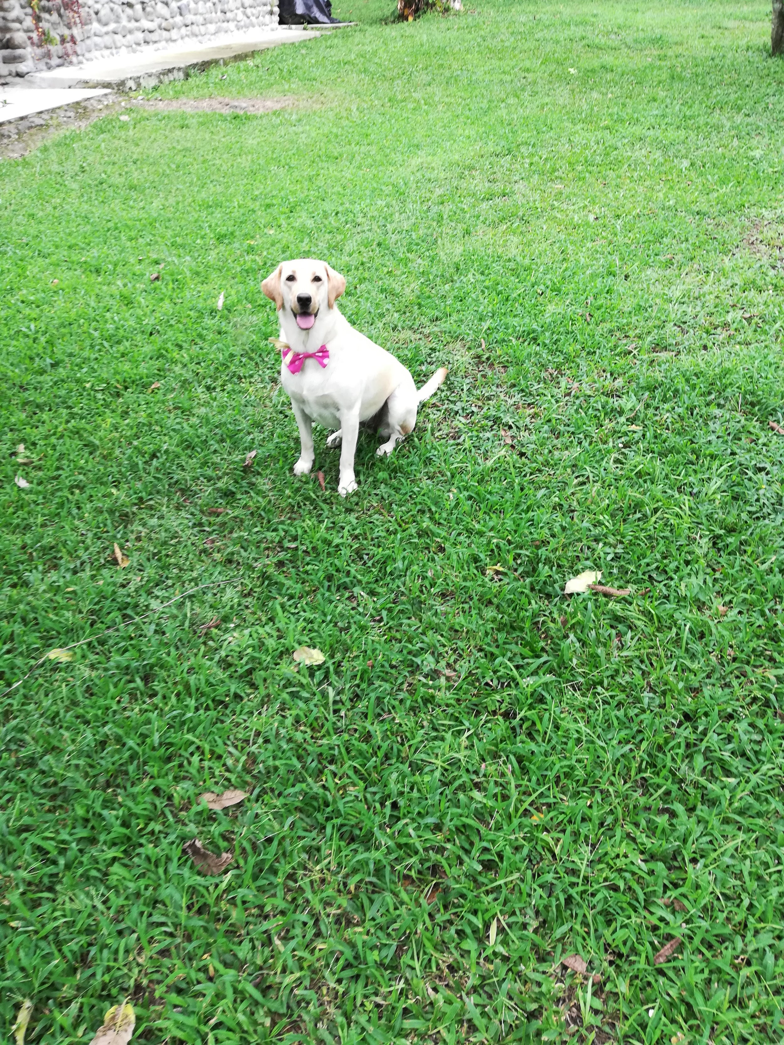  Sasha the dog loves to play! 