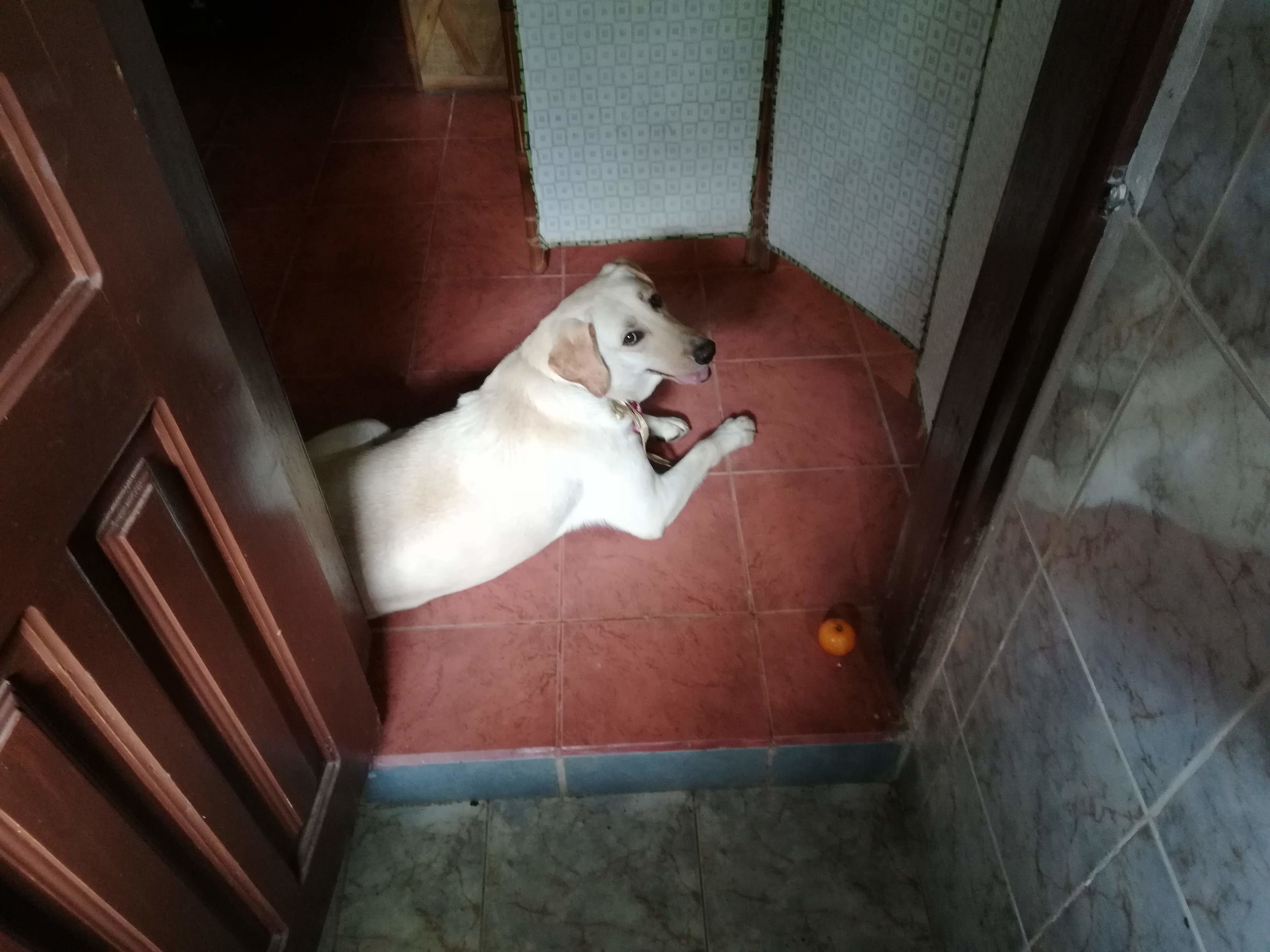  She wants you to throw limes for her to fetch. She’ll jump up and tear one off a tree. Here, I was coming out of the bathroom and she was waiting with her orange. 