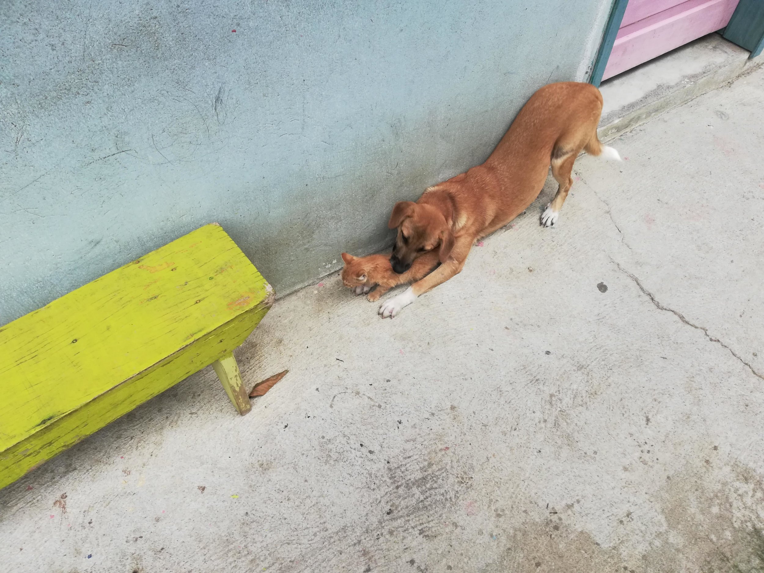  The dog playing with the kitten 