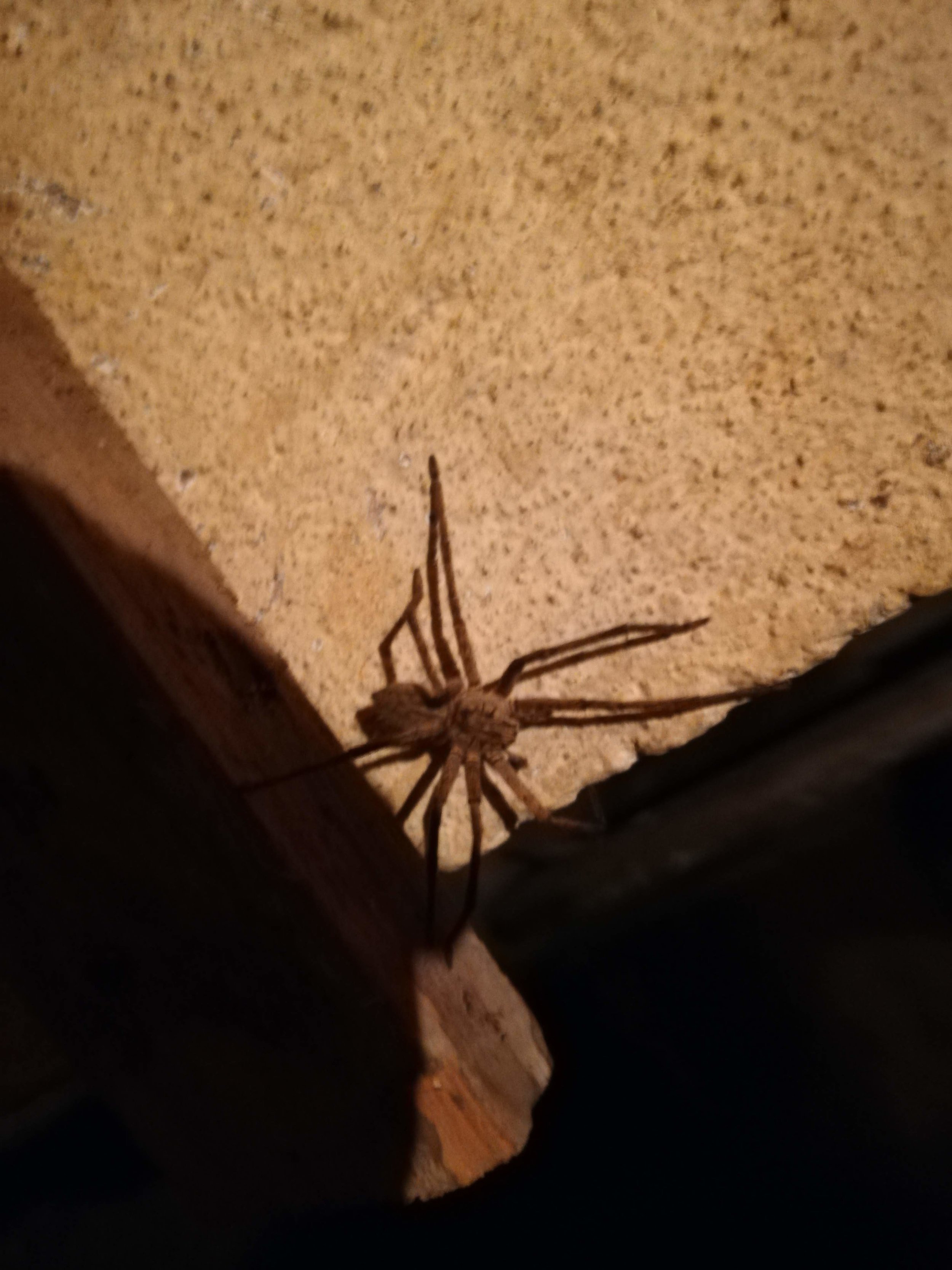  In another location, here’s one of my old friends, the wandering spider. About the same size as the others I’ve seen, 4” 