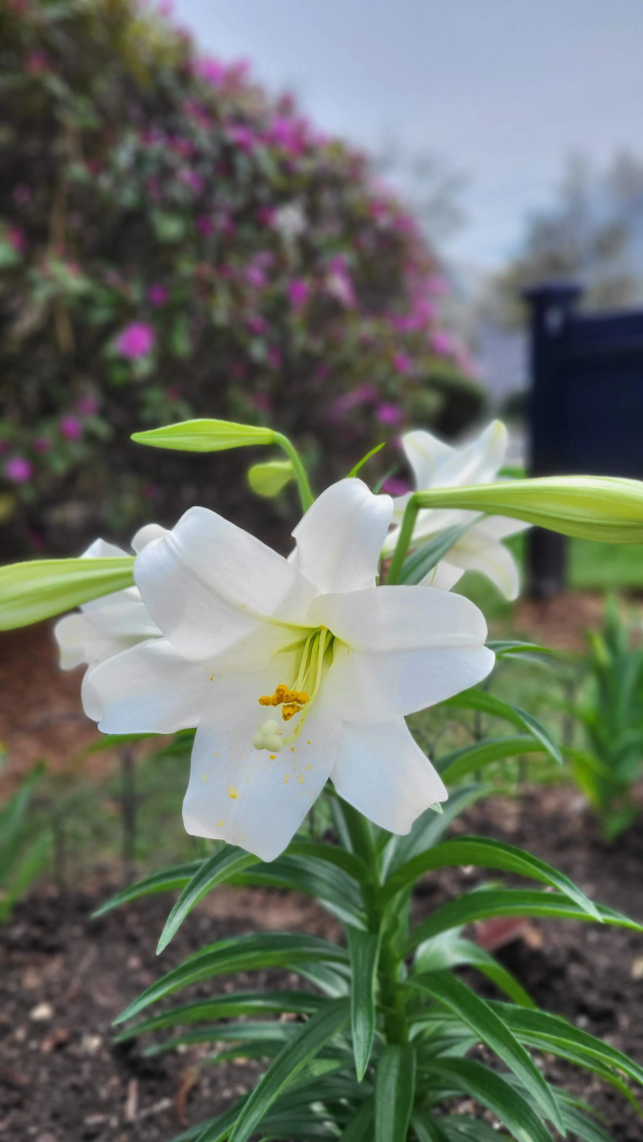 Happy Easter!