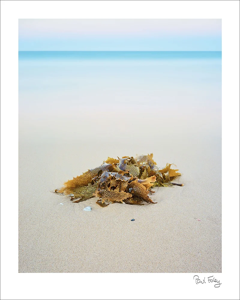 A supple kelp sculpture on a pastel shoreline