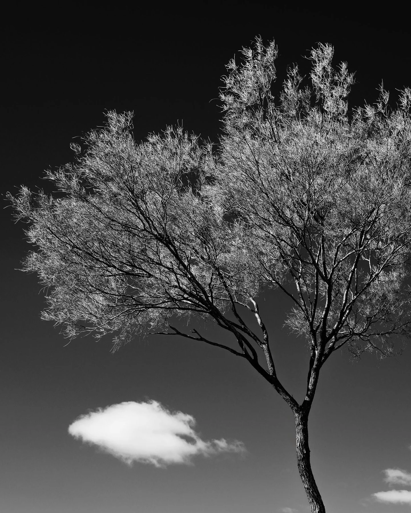 Tree Portrait, Central Australia. 
Find out more at the link in my bio.

#blackandwhitephotograph #outbackaustralia #treeportrait #fineartphotography #treelove