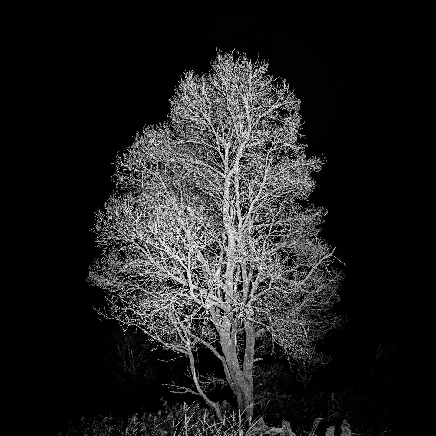 Illuminated Tree, Jounama Creek

Sometimes it takes a chance waving of a lamp light being moved to better illuminate a cooking, campfire meal to find a picture. So it was on this cold night in 2023 in the mountains of southern New South Wales, Austra