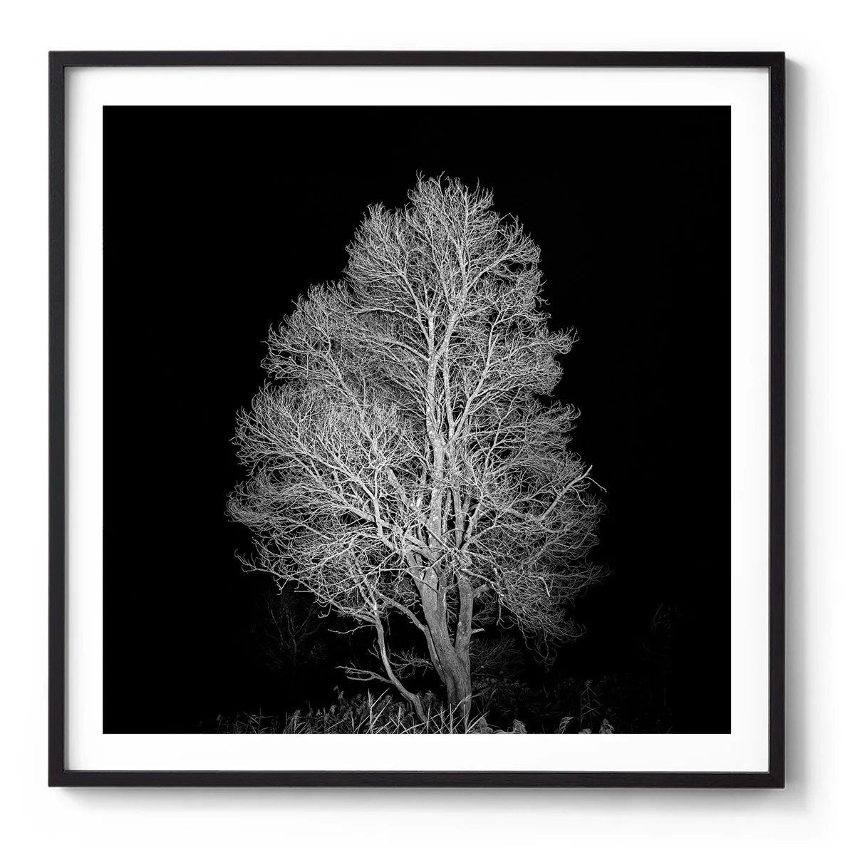 Illuminated_Tree_Jounama_Creek_BLK.jpg