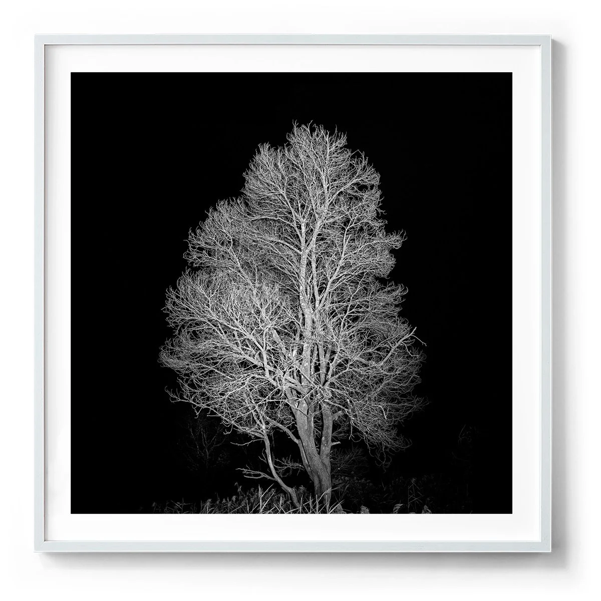 Illuminated_Tree_Jounama_Creek_WHT.jpg