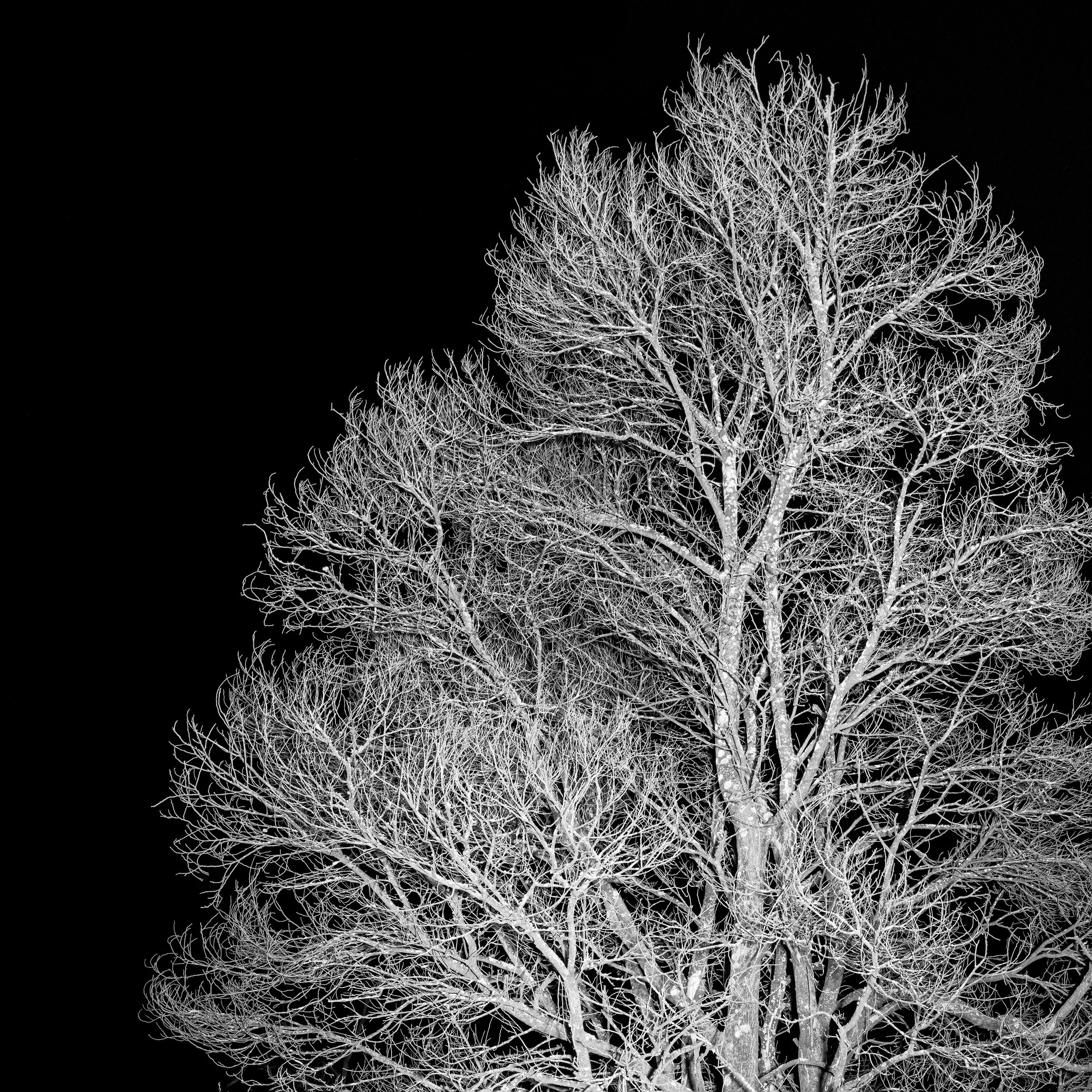 Illuminated_Tree_Jounama_Creek_DET.jpg