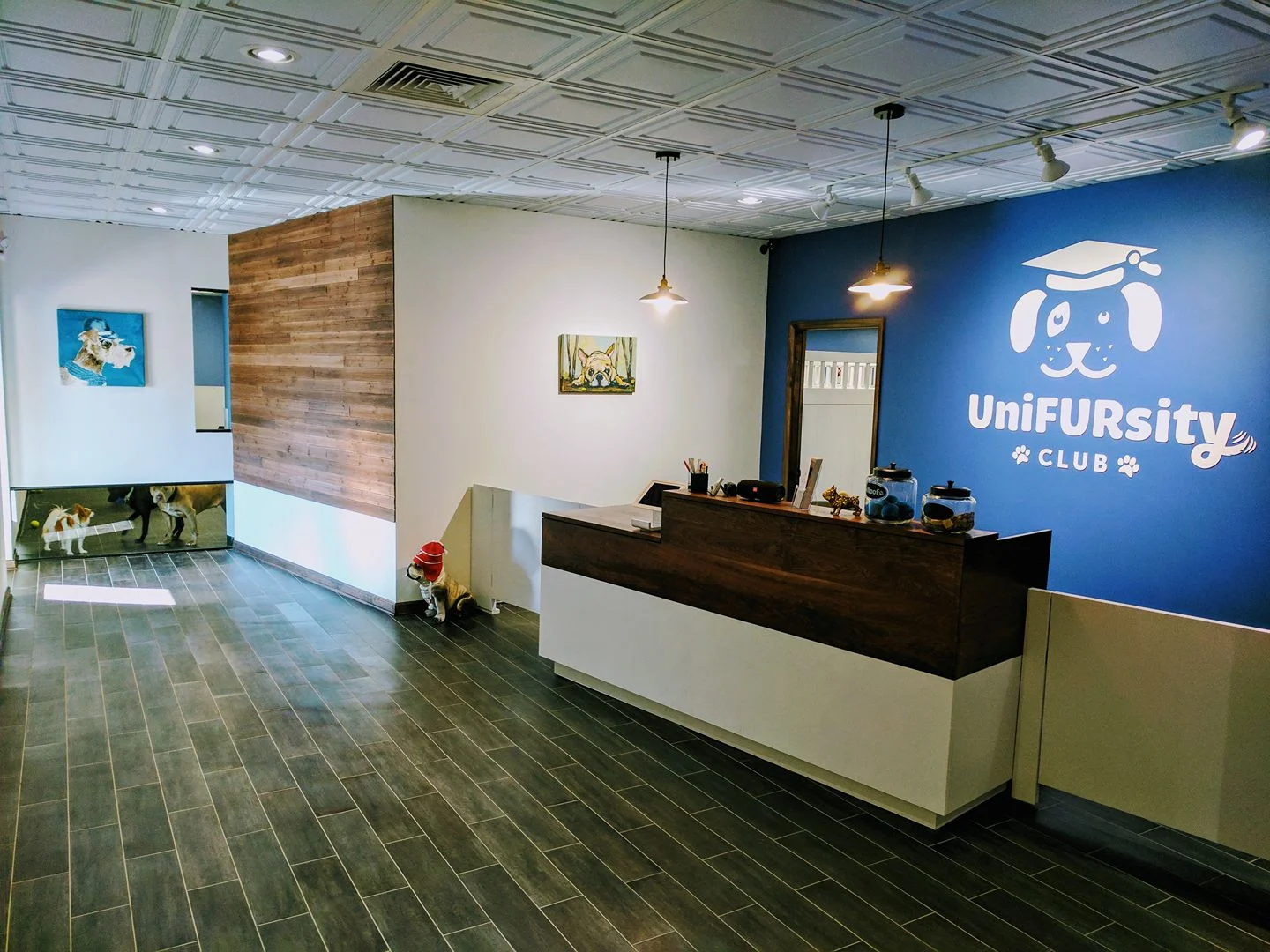 unifursity dog daycare