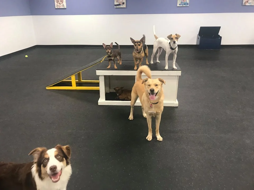 unifursity dog daycare