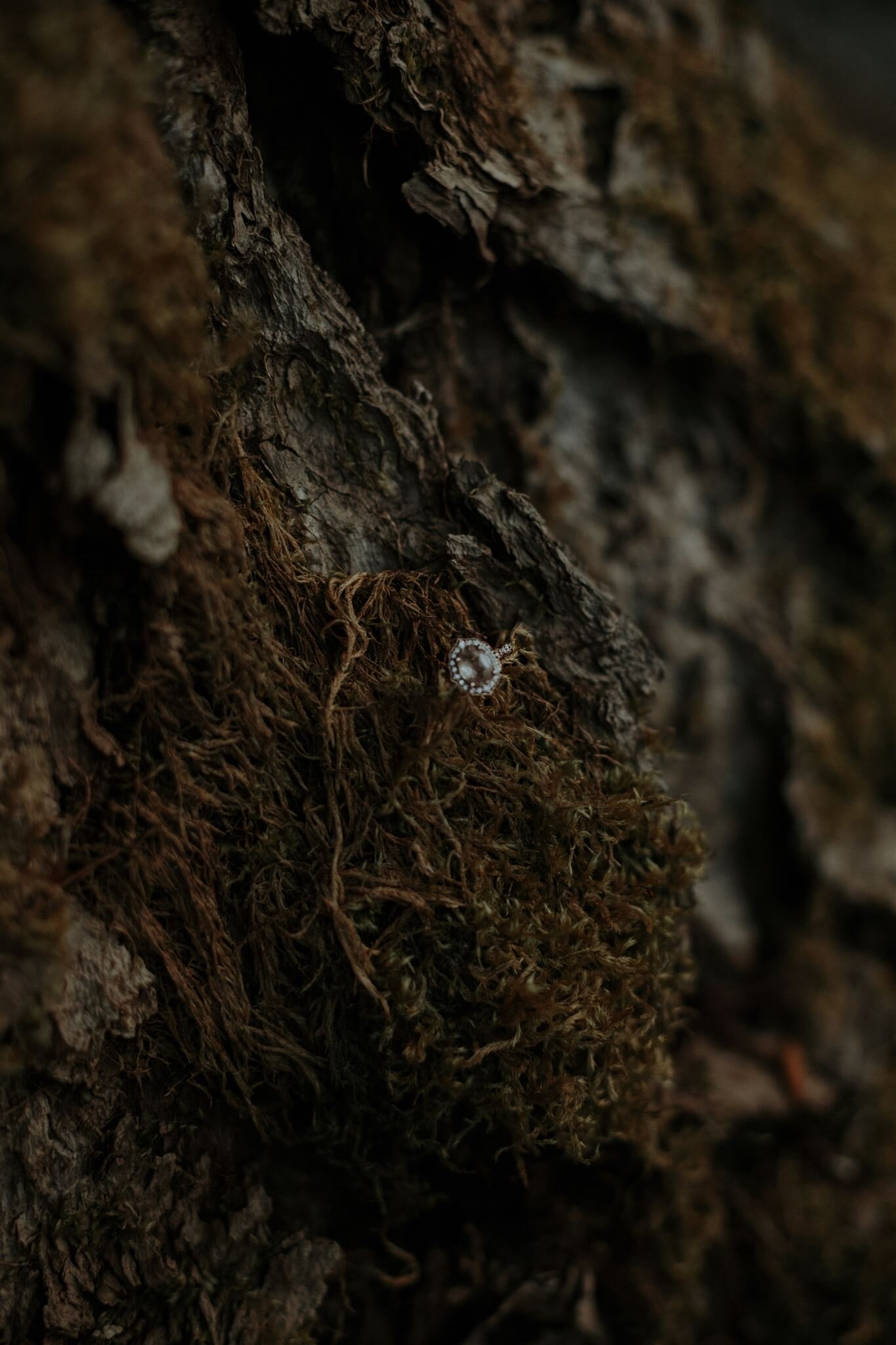  close up of engagement ring on a mossy tree 