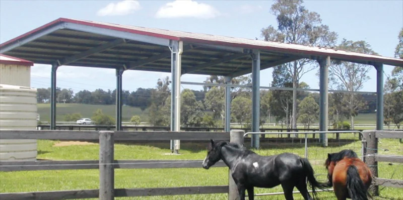Equine.jpg