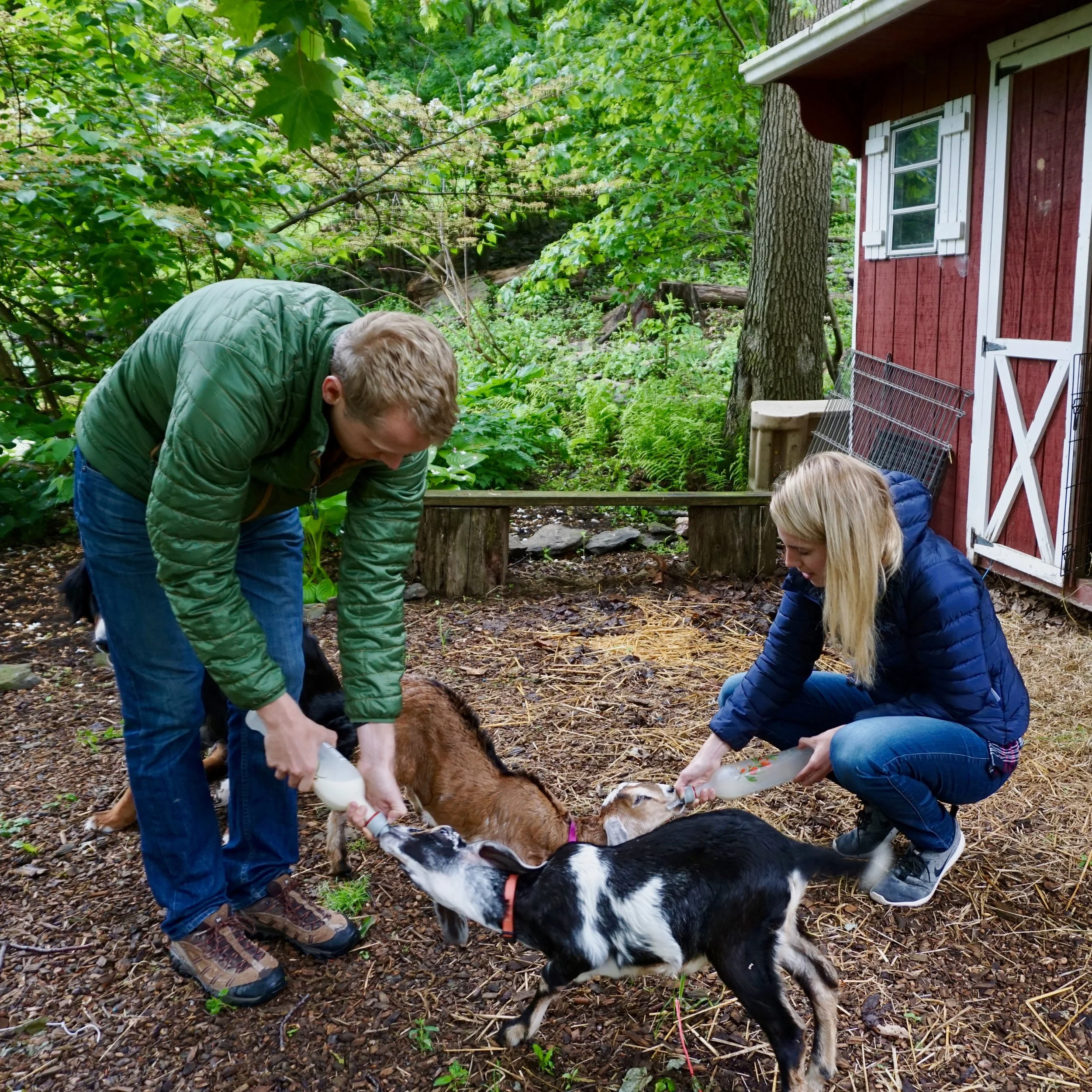 Feeding Goats