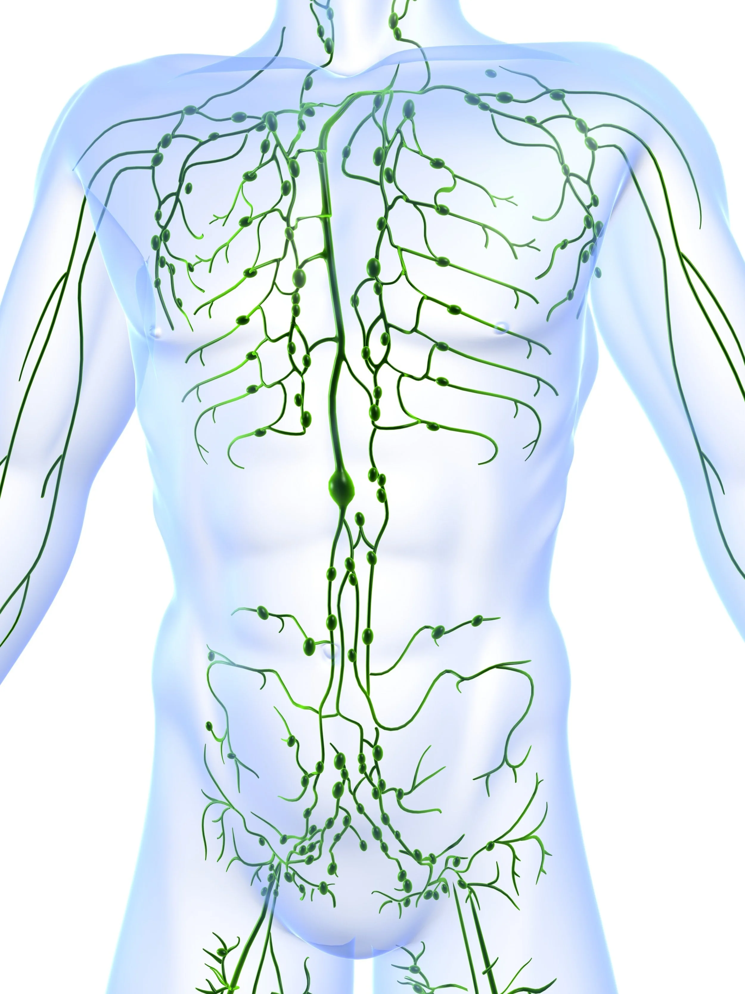 Fotosearch Flyer Lymph Pic.jpg