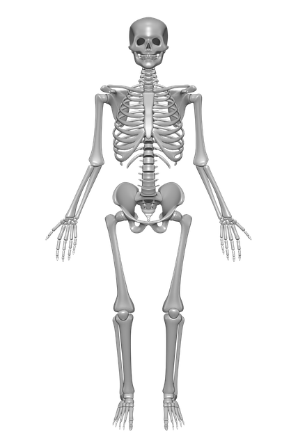 Performing strength training helps increase bone mineral density, keeping your skeleton strong!