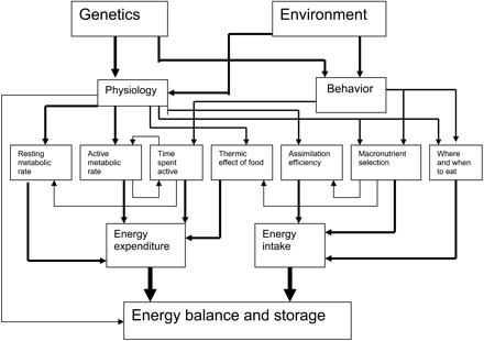 Obesity: Is it all about Genes?