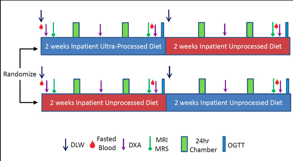 The study design above, with both groups participating in 2 weeks of ultra-processed and 2 weeks unprocessed diets.