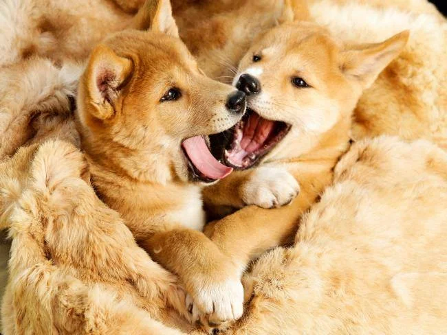 Dingoes Featherdale Wildlife Park Sydney .jpg