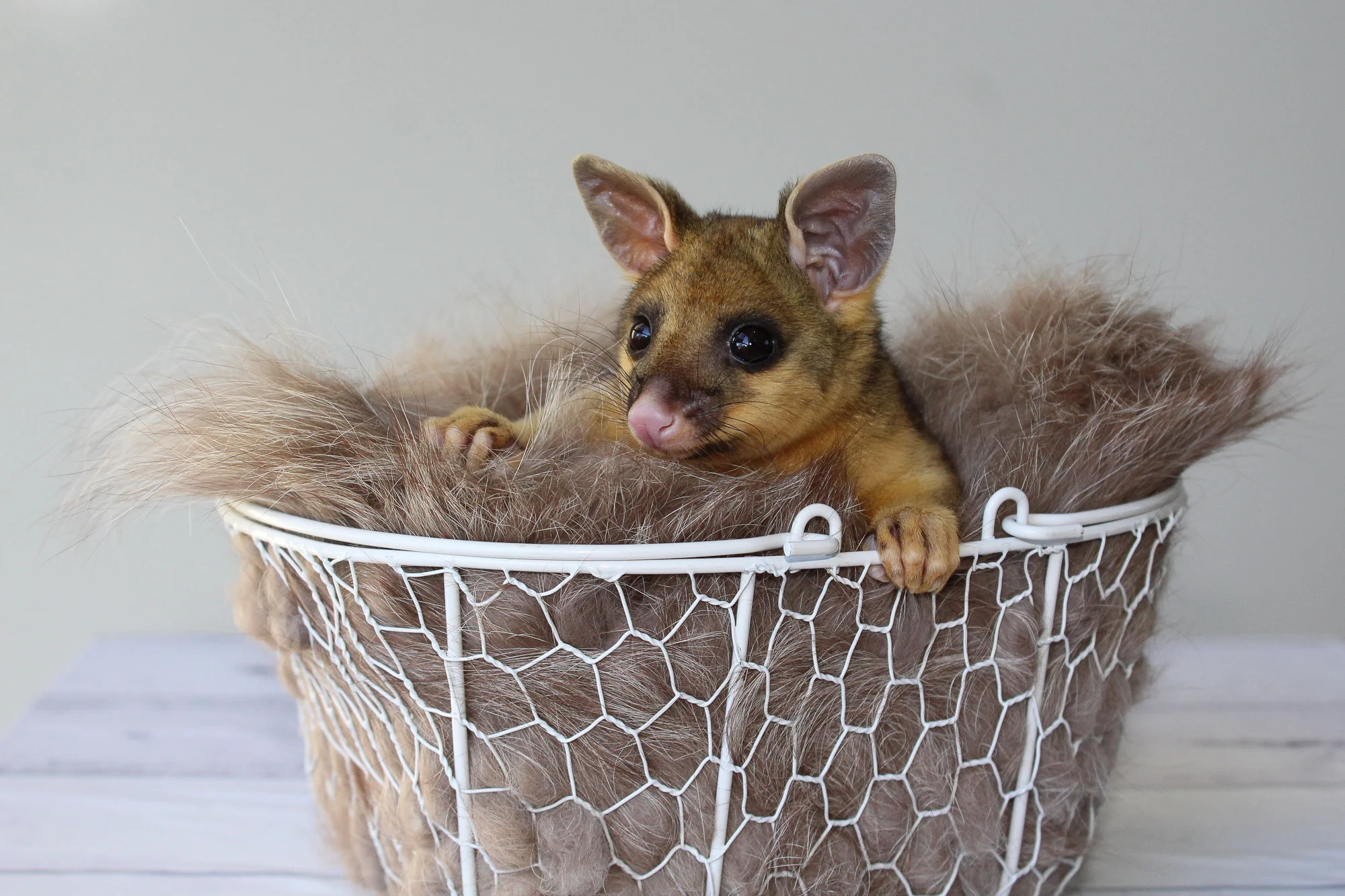Ginger_brushtailpossum_Judi Gray Wildlife Qld Toowoomba.jpg