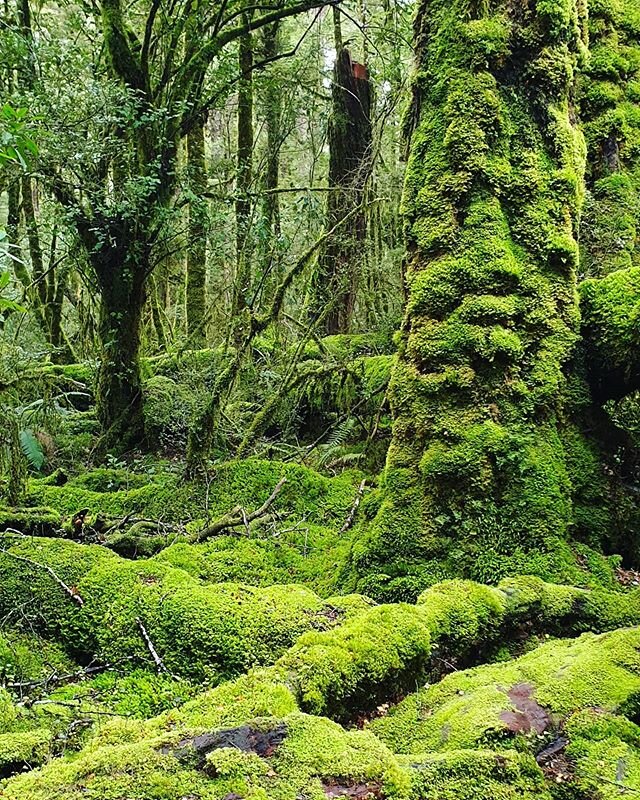 A photo from a walk in Te Anau/Manapouri a few weeks ago. Nature is the best palette we have. Thank you to New Zealand who worked hard, went into lockdown early so now we can have normality and be safe 💚
.
.
.
#monochromatic #newzealandwalks #teanau
