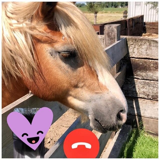 Videocall met de paarden vanmiddag
✨
Leg je handen eens energetisch op Tucson, zeg ik. Wat voel je dan? Even is het stil en dan zegt ze: enorme aarding in mijn lijf, een enorme stevigheid, ik sta er. Dat is precies wat ik voelde wat er bij haar gebeu