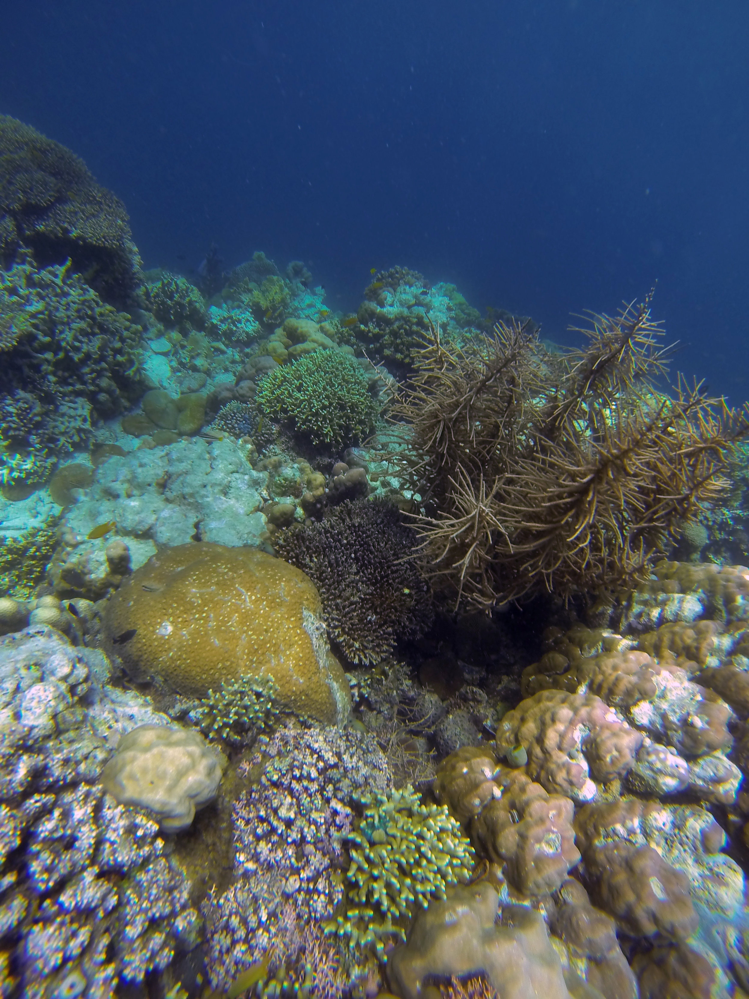 An underwater garden filled with varieties of soft corals, mushroom corals and underwater plants thrive around Mansud Wall. This photo was taken at a depth of around 10 to 15 feet.