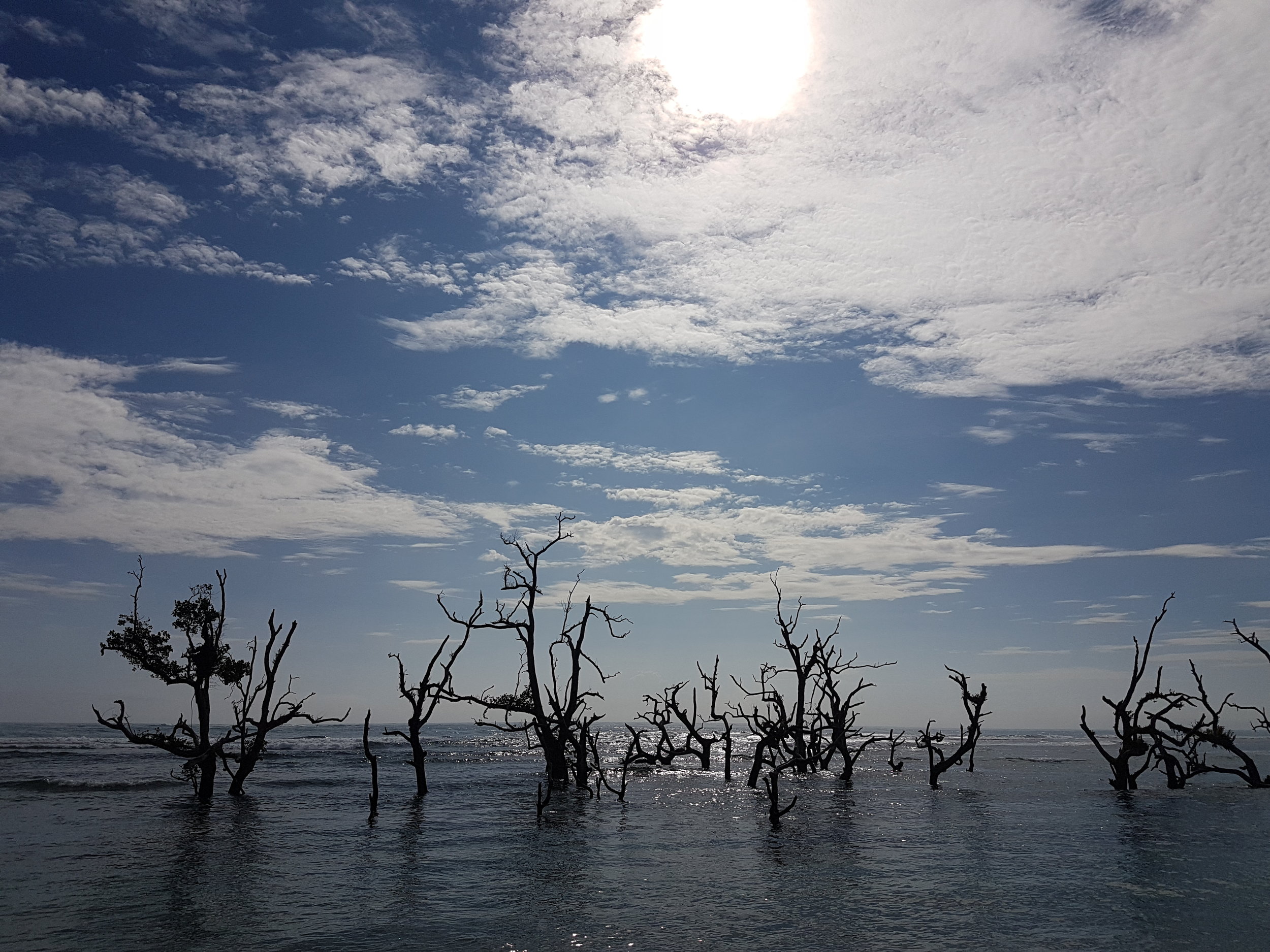 The dead-looking mangroves and eye-catching driftwood along the shores of Baganga’s Sunrise Boulevard demanded us to step down from our vehicle and explore a little.