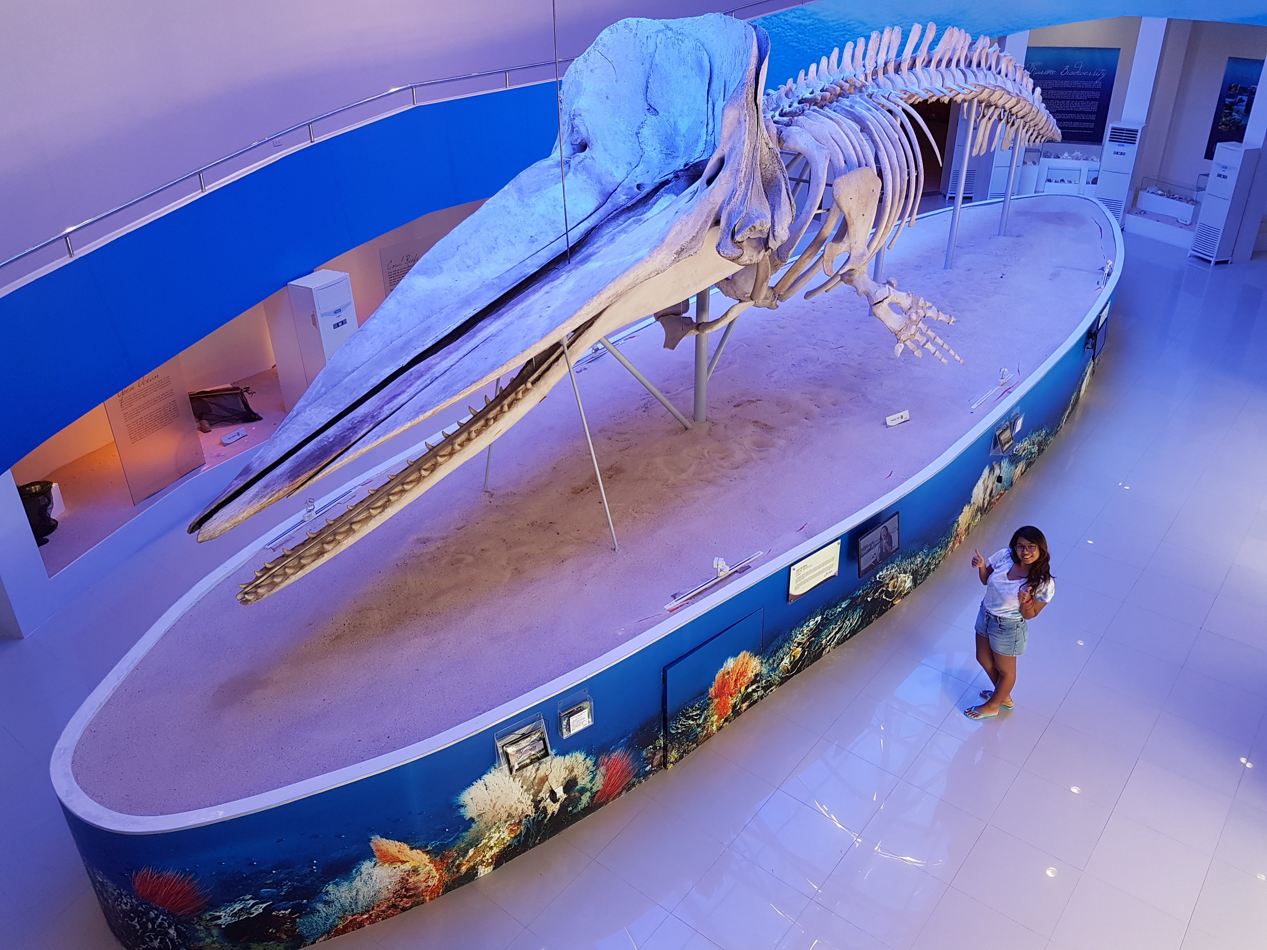 My favorite display inside the museum! DavOr the 53 feet sperm whale found beached along the shores of Gov. Generoso, Davao Oriental.