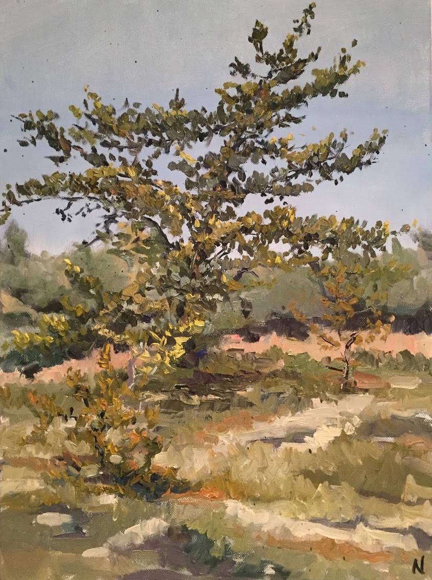 Truro Pine Sand Dunes