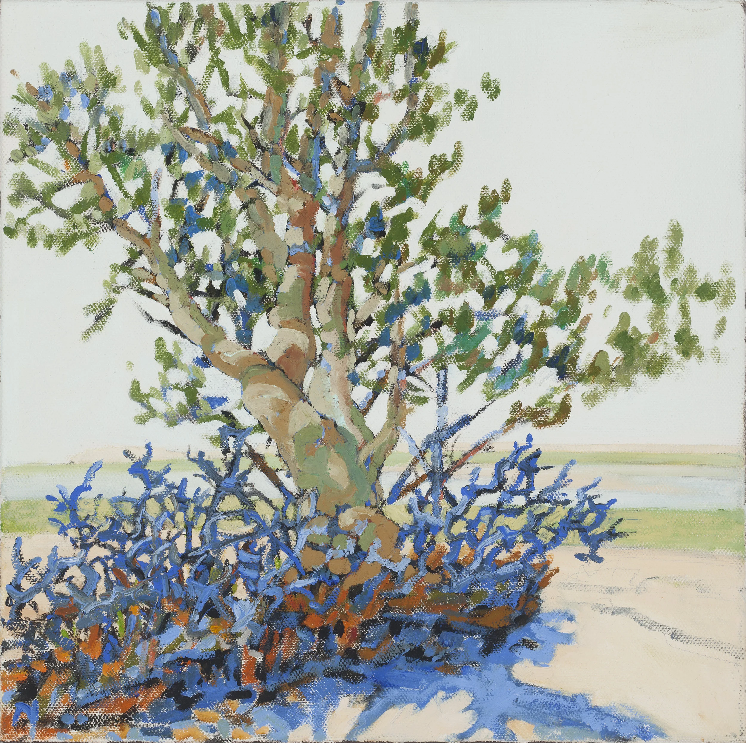 Cape Cod Pine I (12x12)