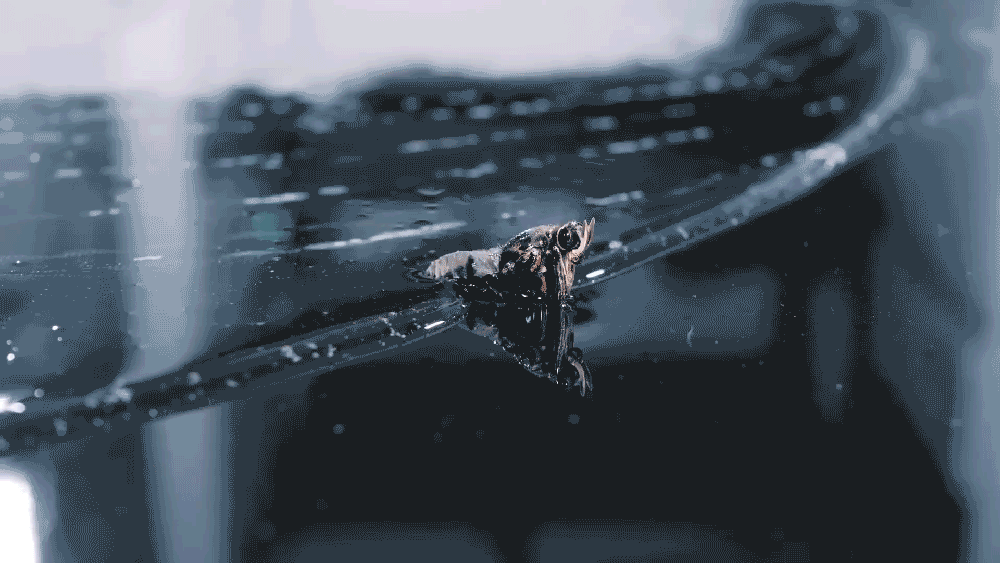 ken-6.gif
