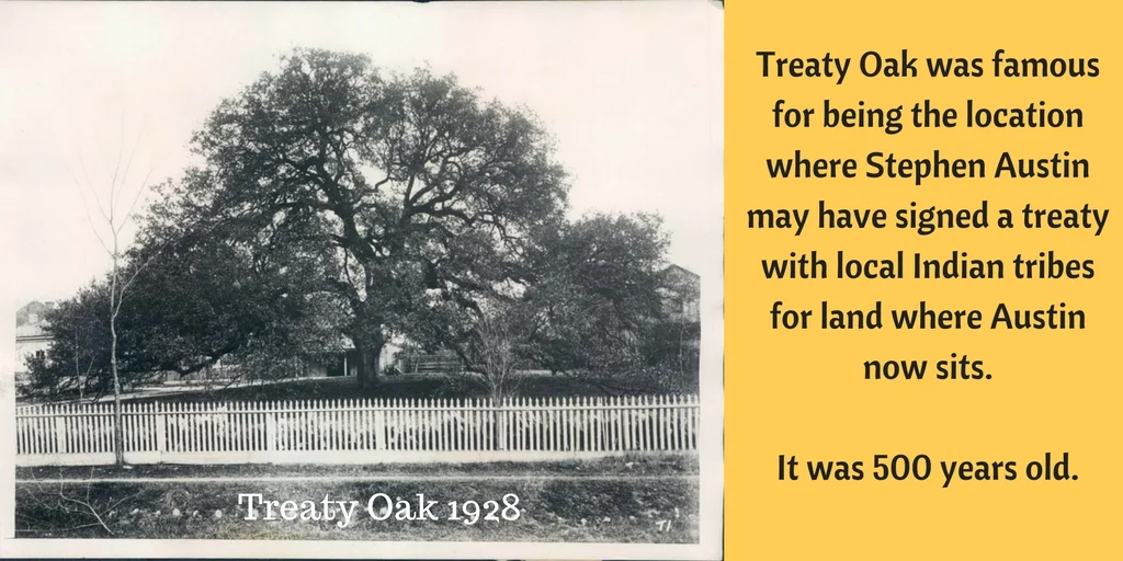 Treaty Oak1.jpg